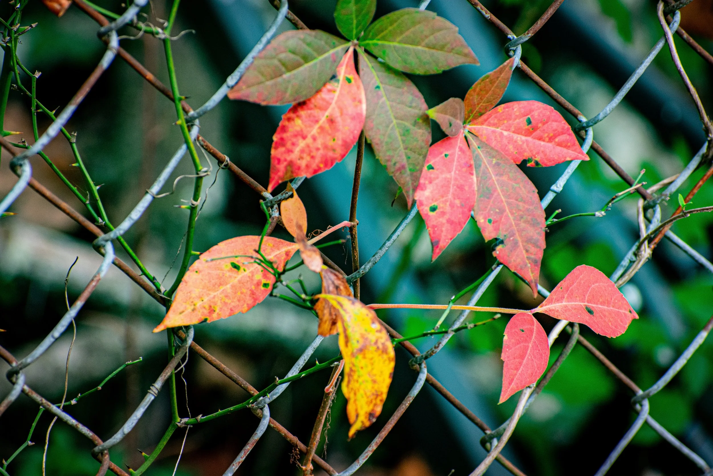 DSC_7167.jpg