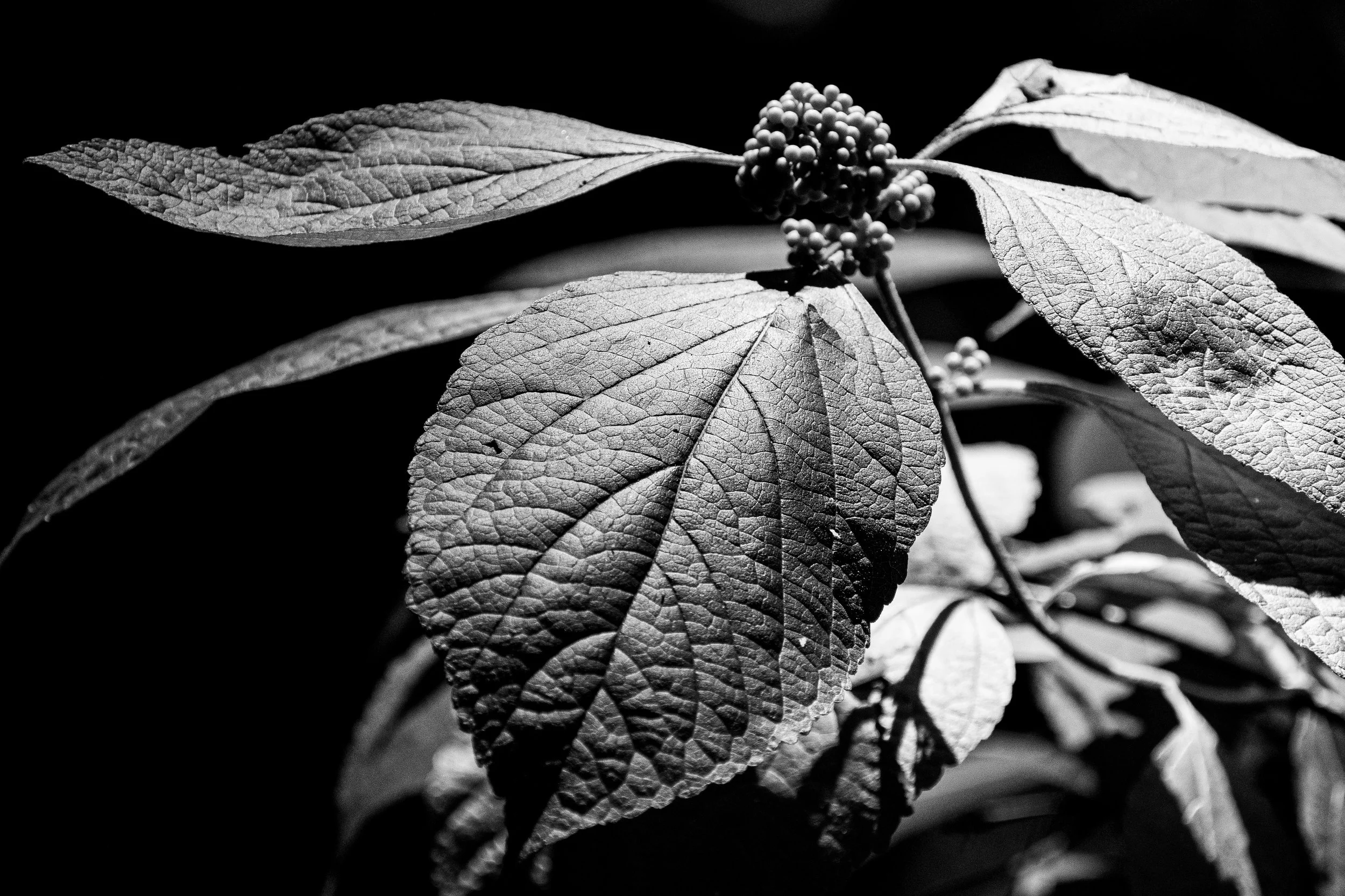 Shades of Gray