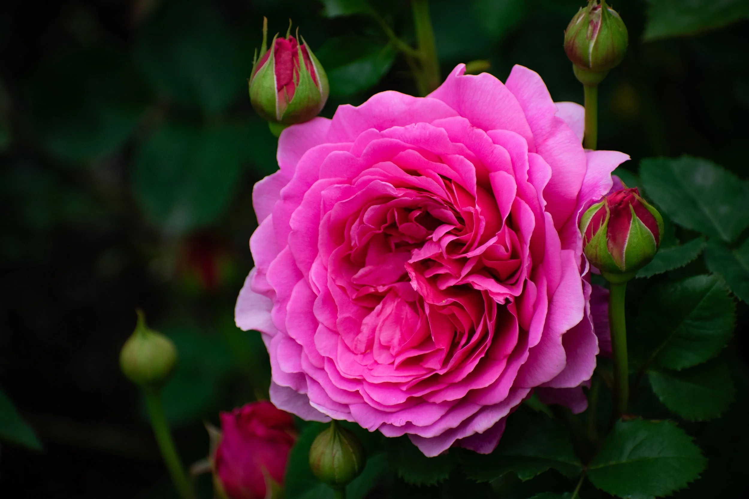 DSC_4137.jpg