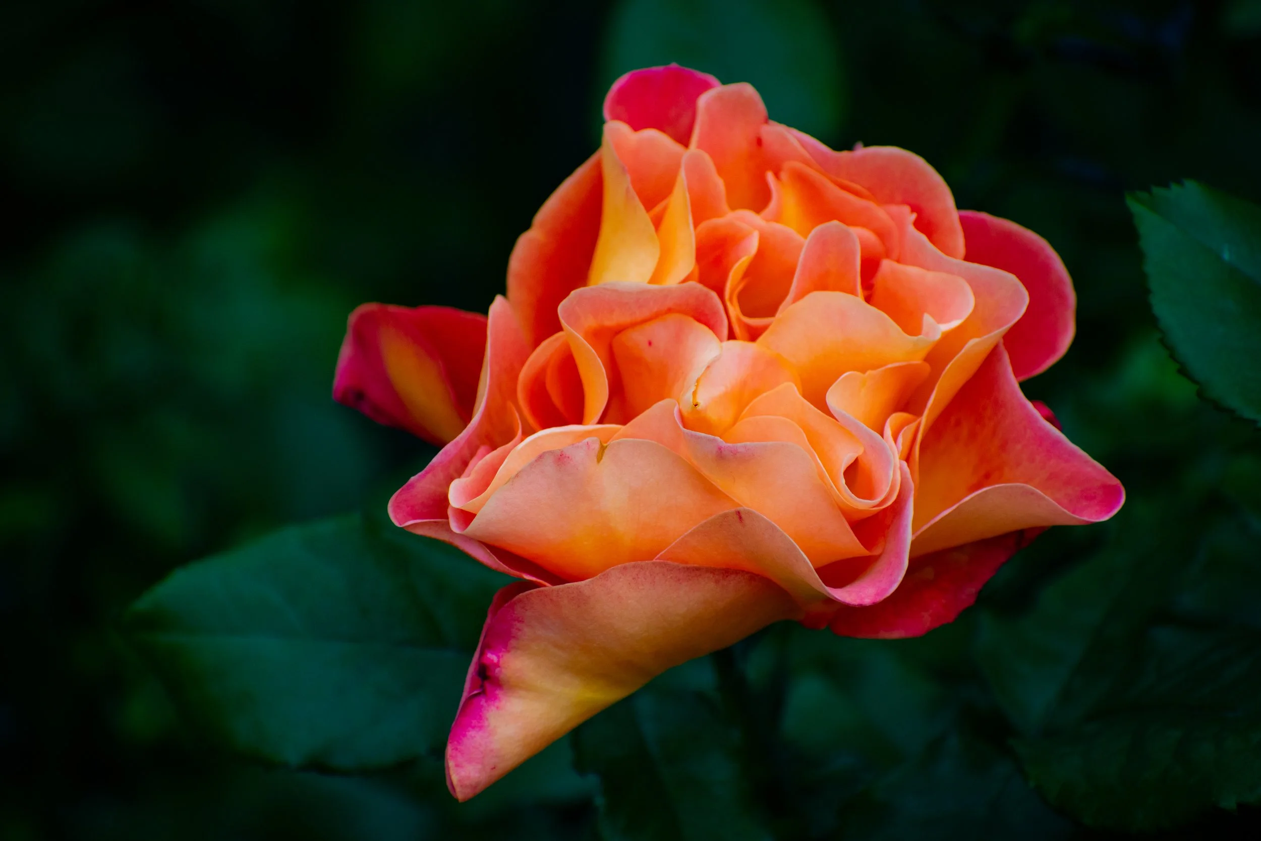 DSC_4142.jpg