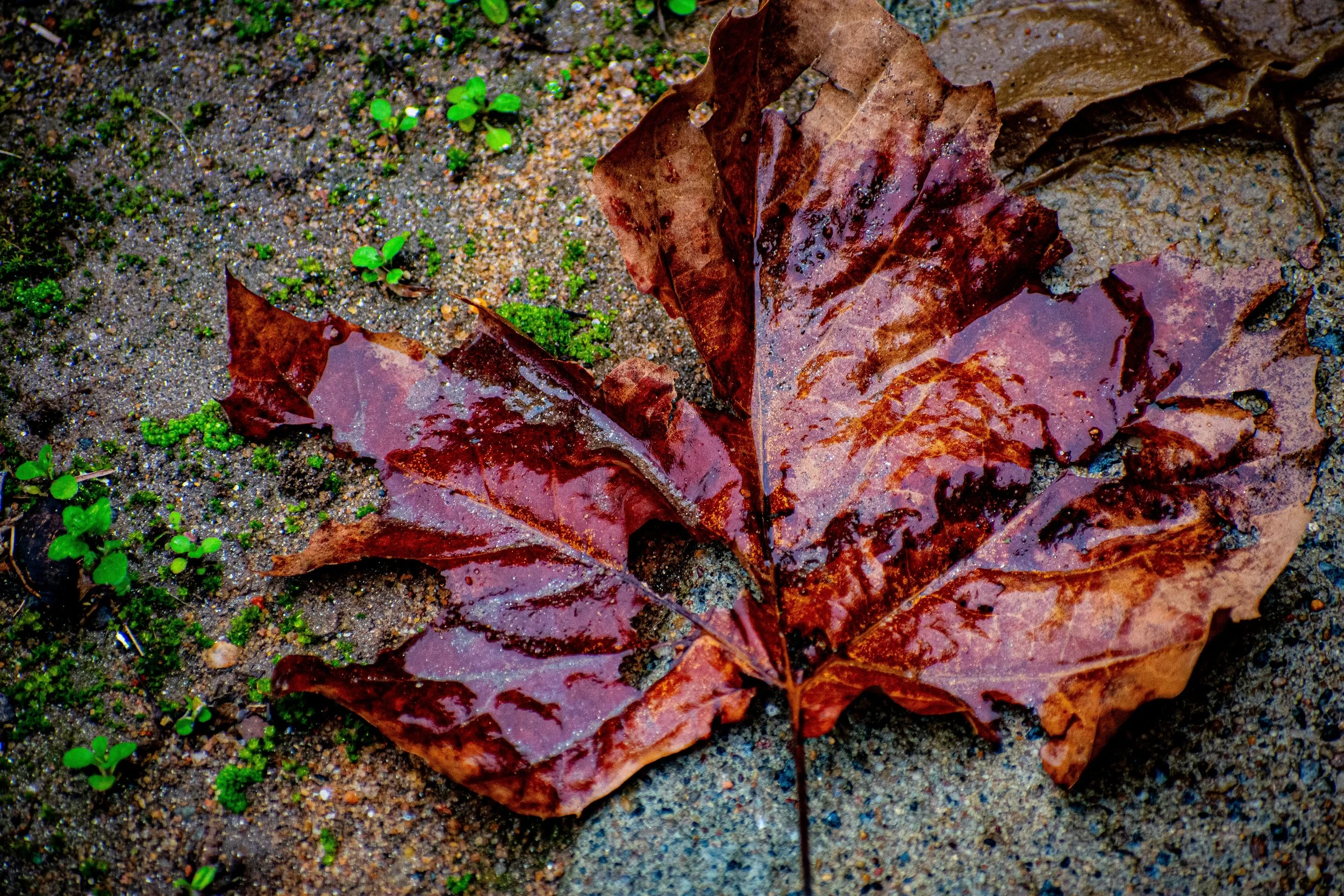 DSC_0780.jpg
