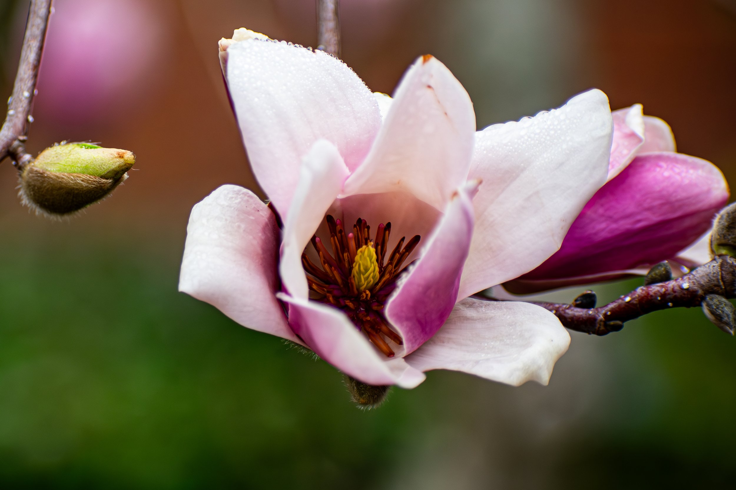 DSC_1132-Enhanced-NR.jpg