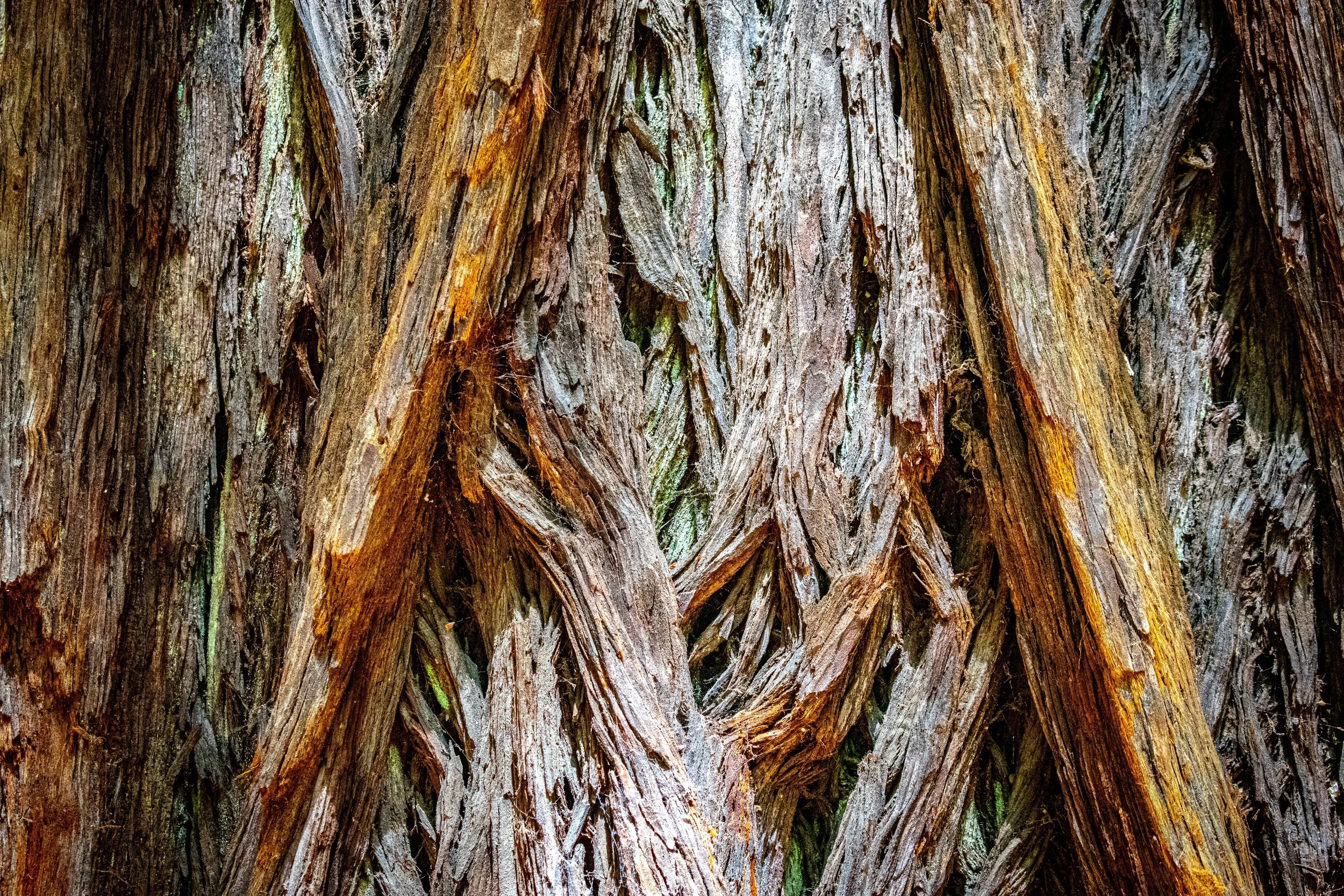 DSC_3536.jpg