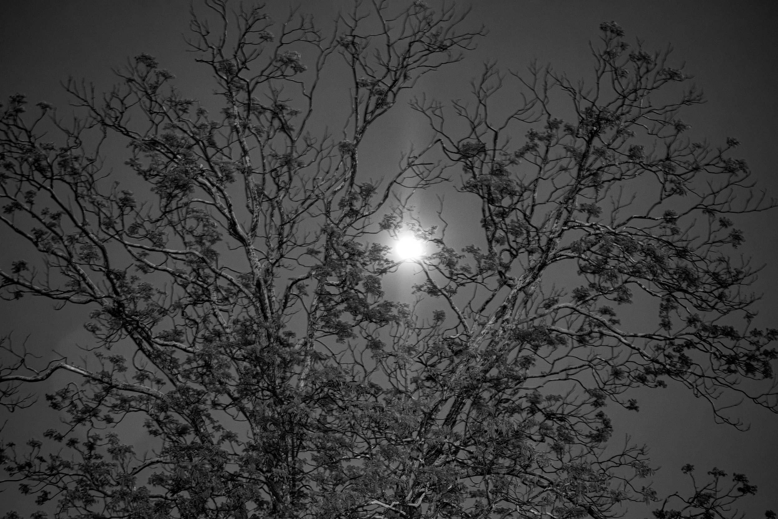 DSC_3611-Enhanced-NR.jpg