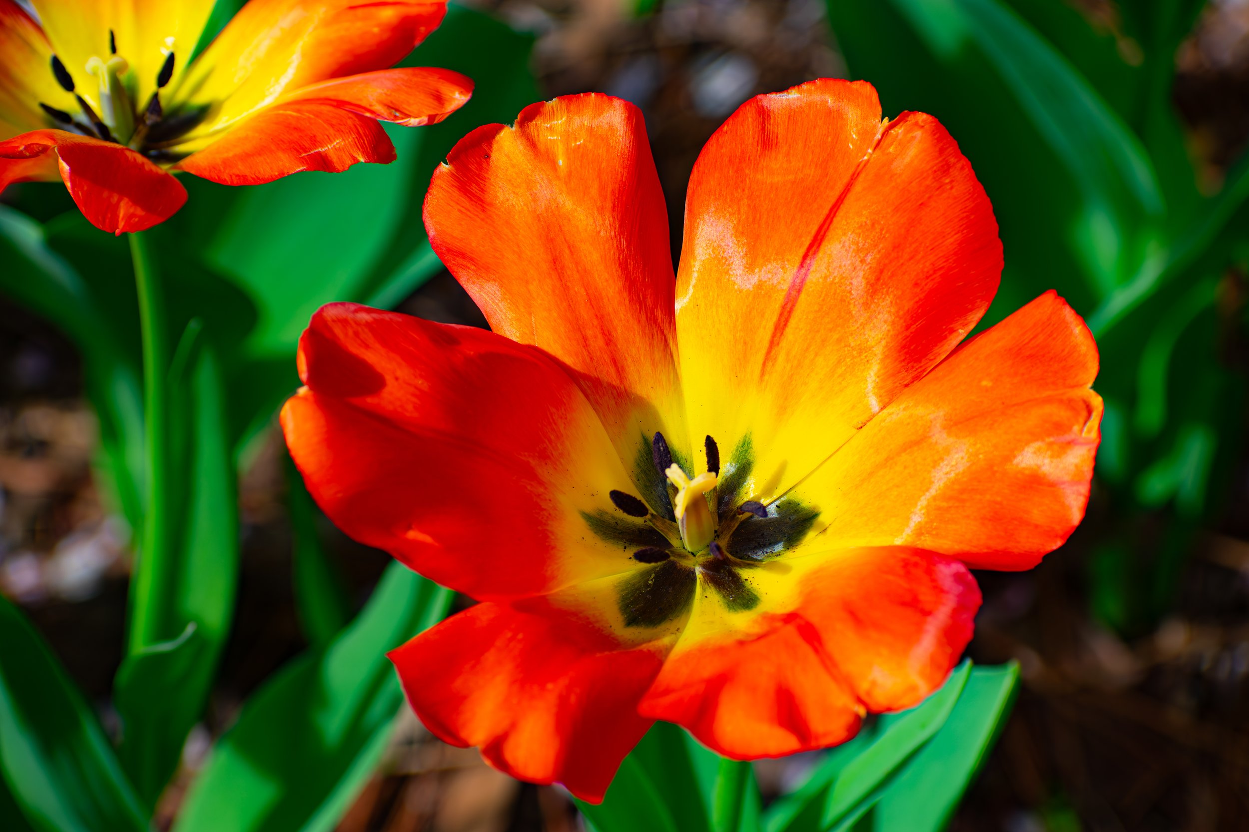DSC_9327-Enhanced-NR.jpg