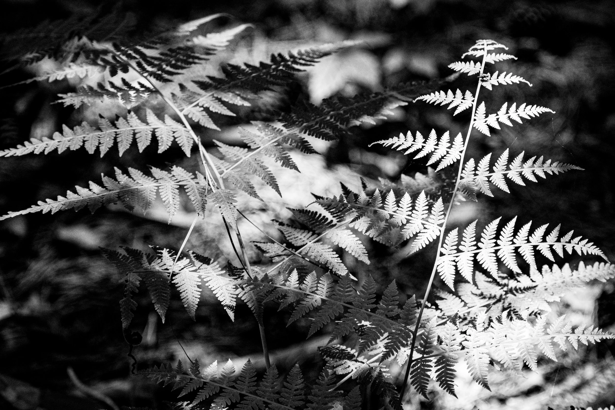 DSC_5179.jpg
