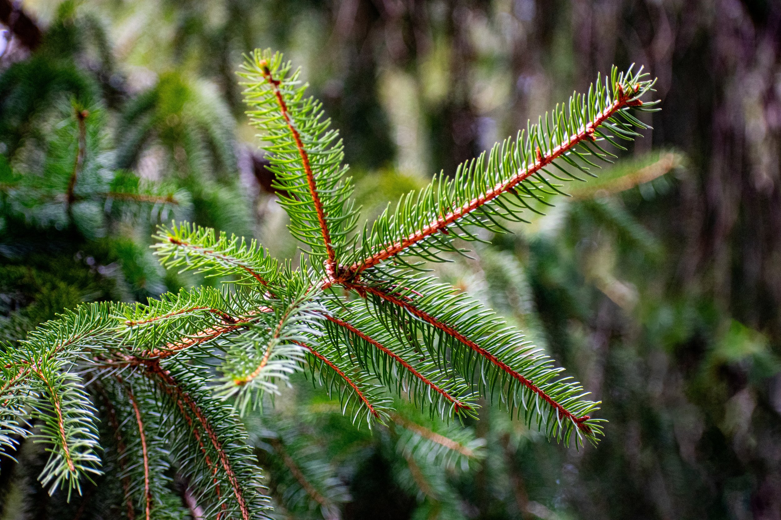 DSC_9151.jpg
