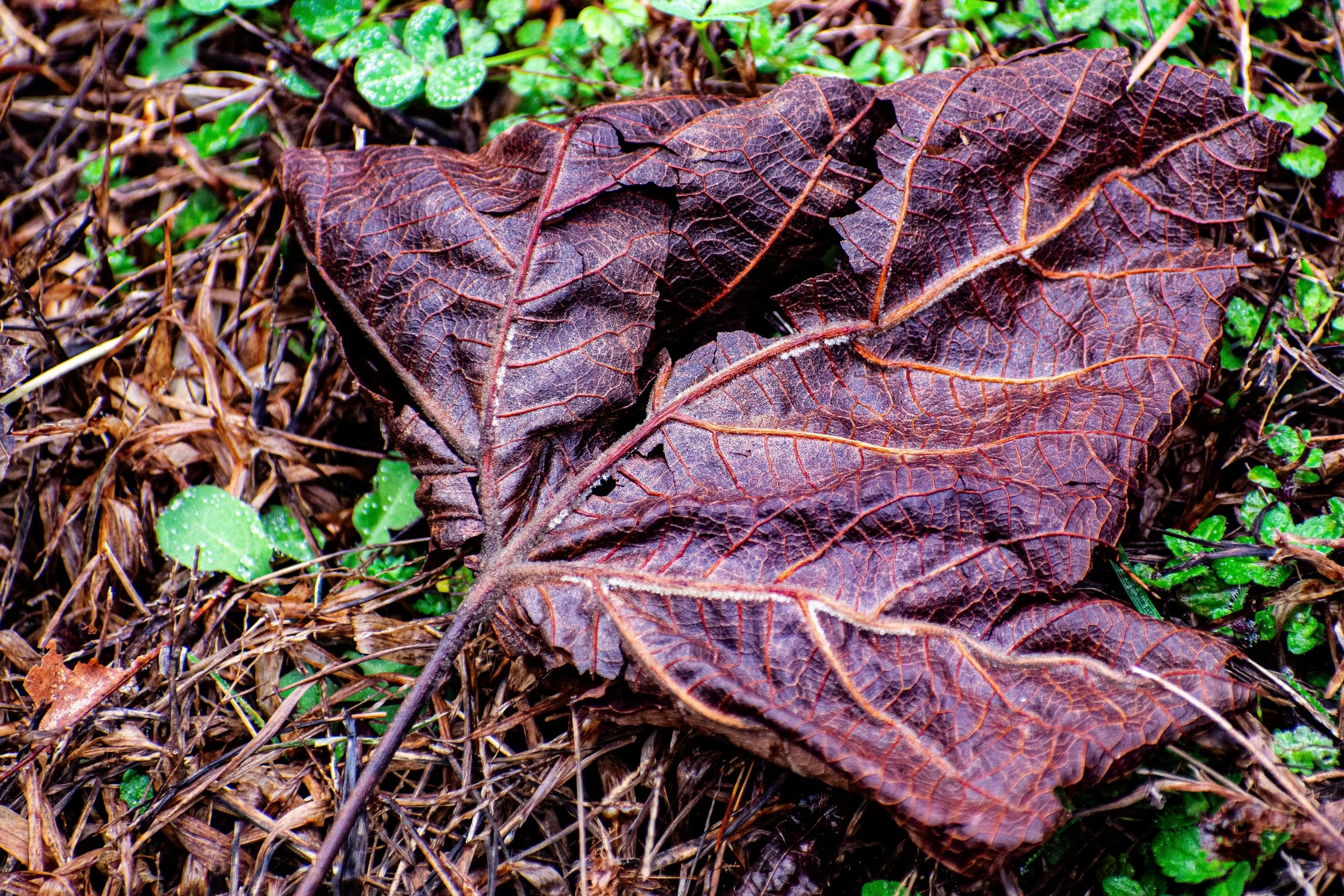 DSC_0761.jpg