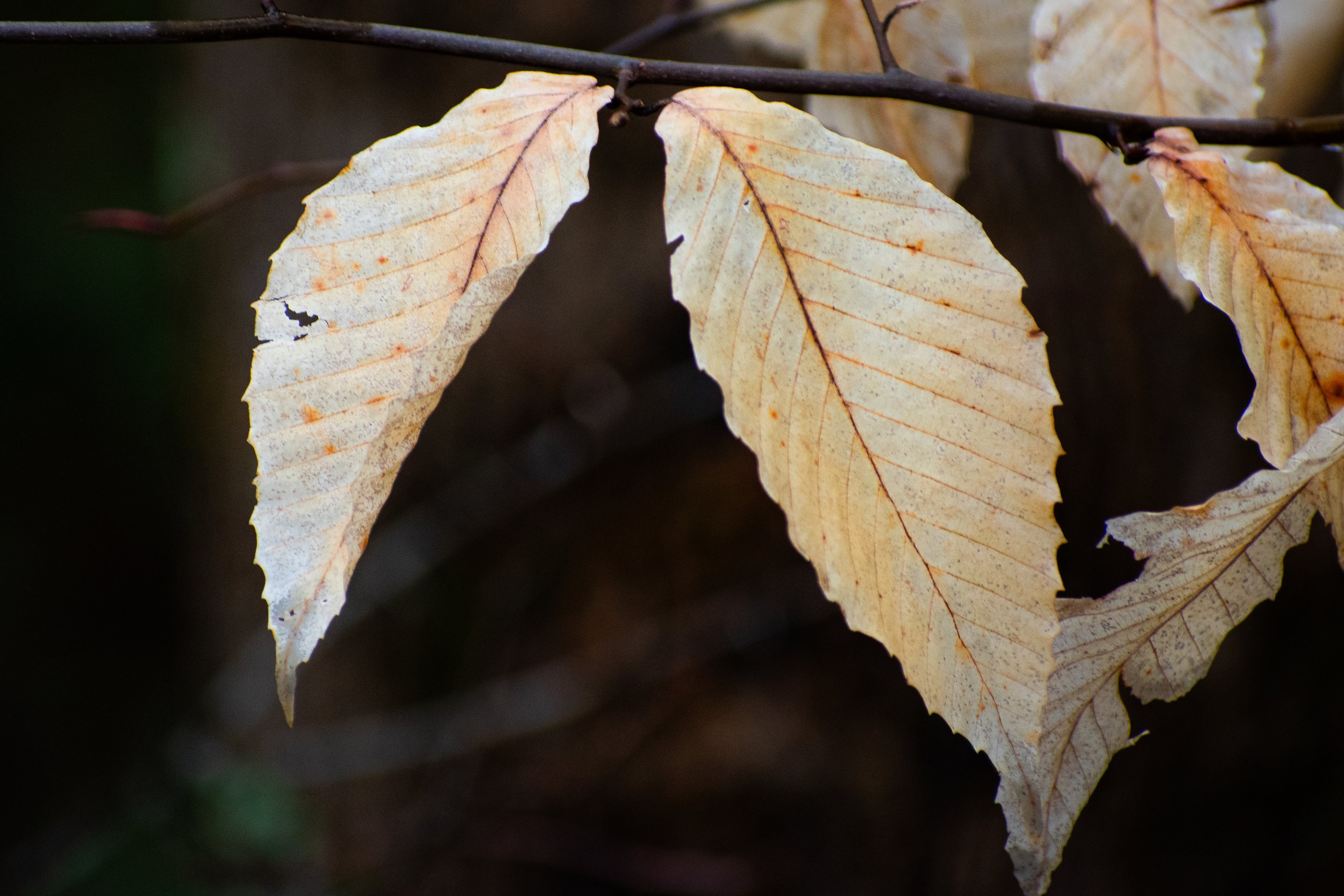 DSC_0999.jpg
