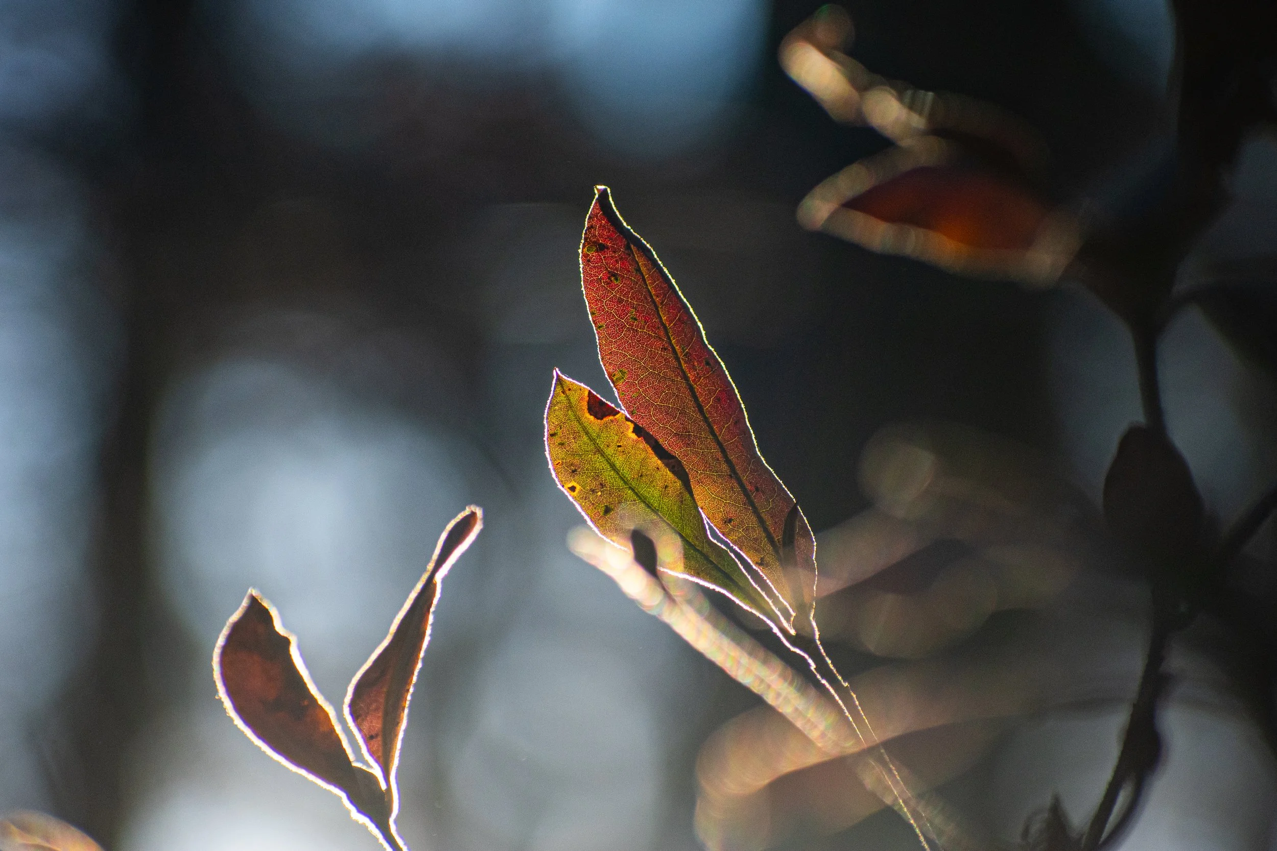 DSC_6886.jpg