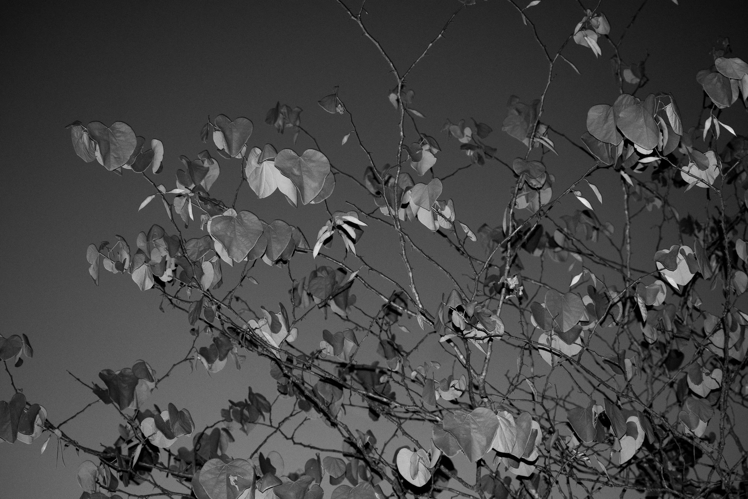 DSC_3609.jpg