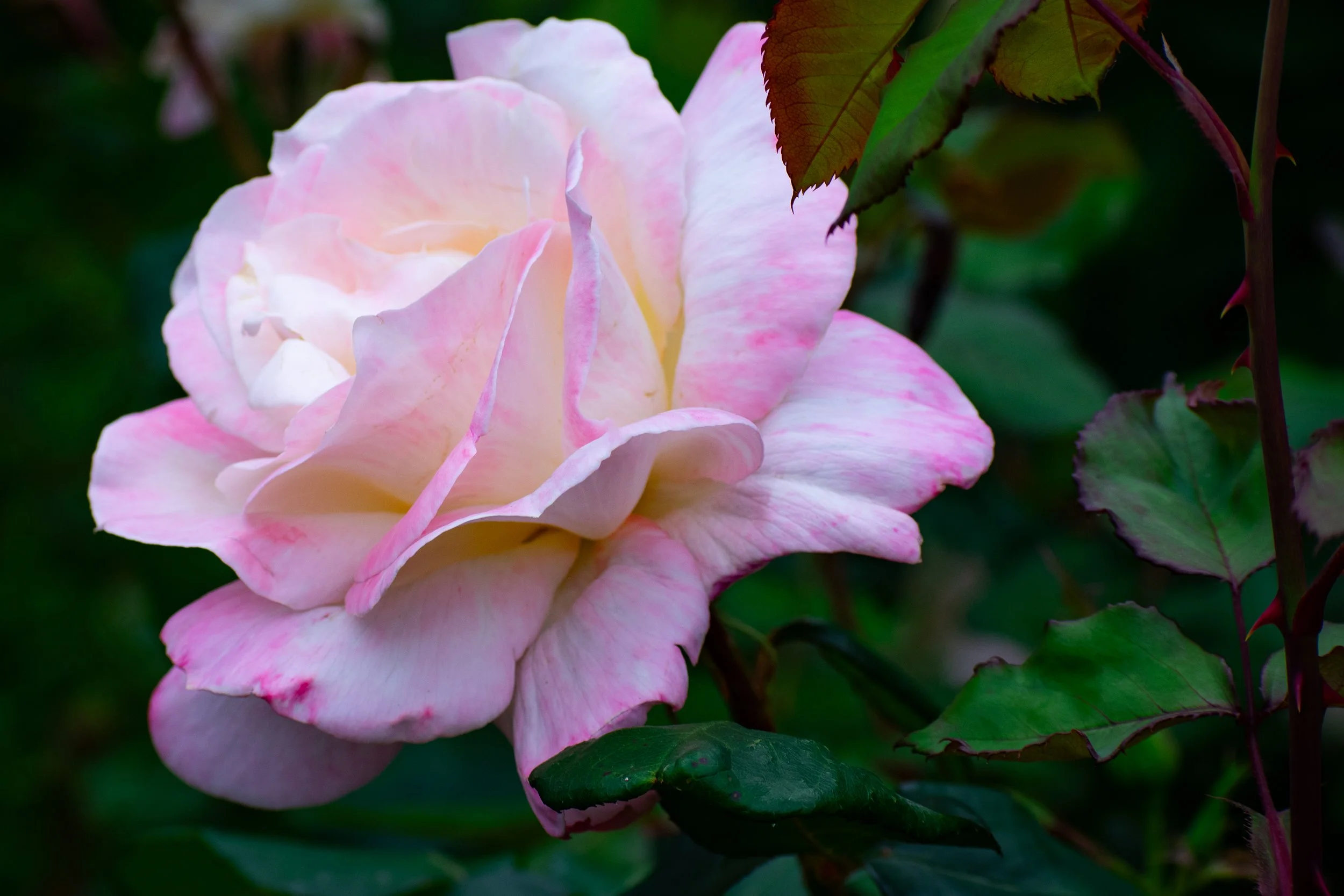 DSC_4115.jpg