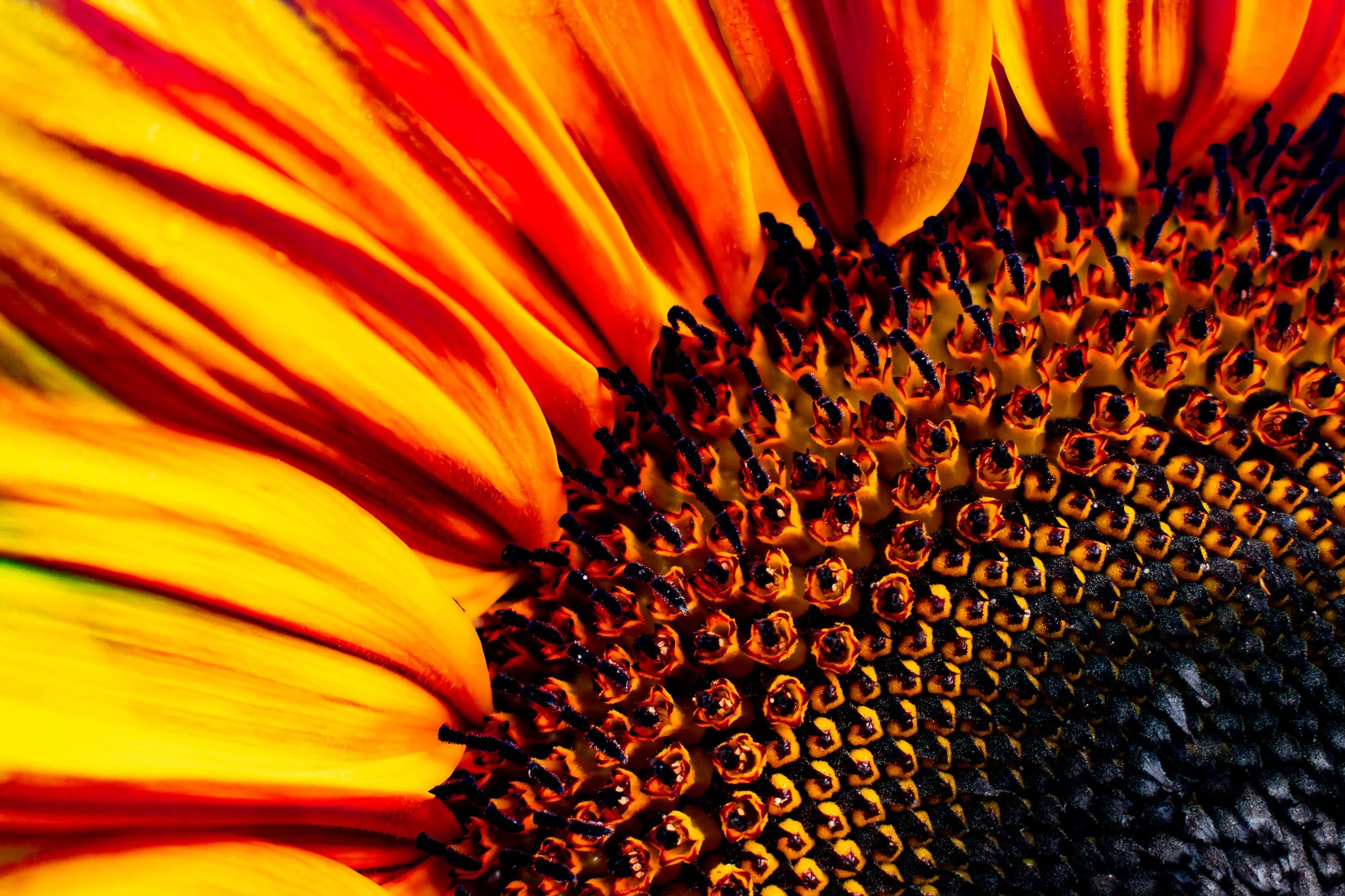 DSC_1657-Enhanced-NR.jpg