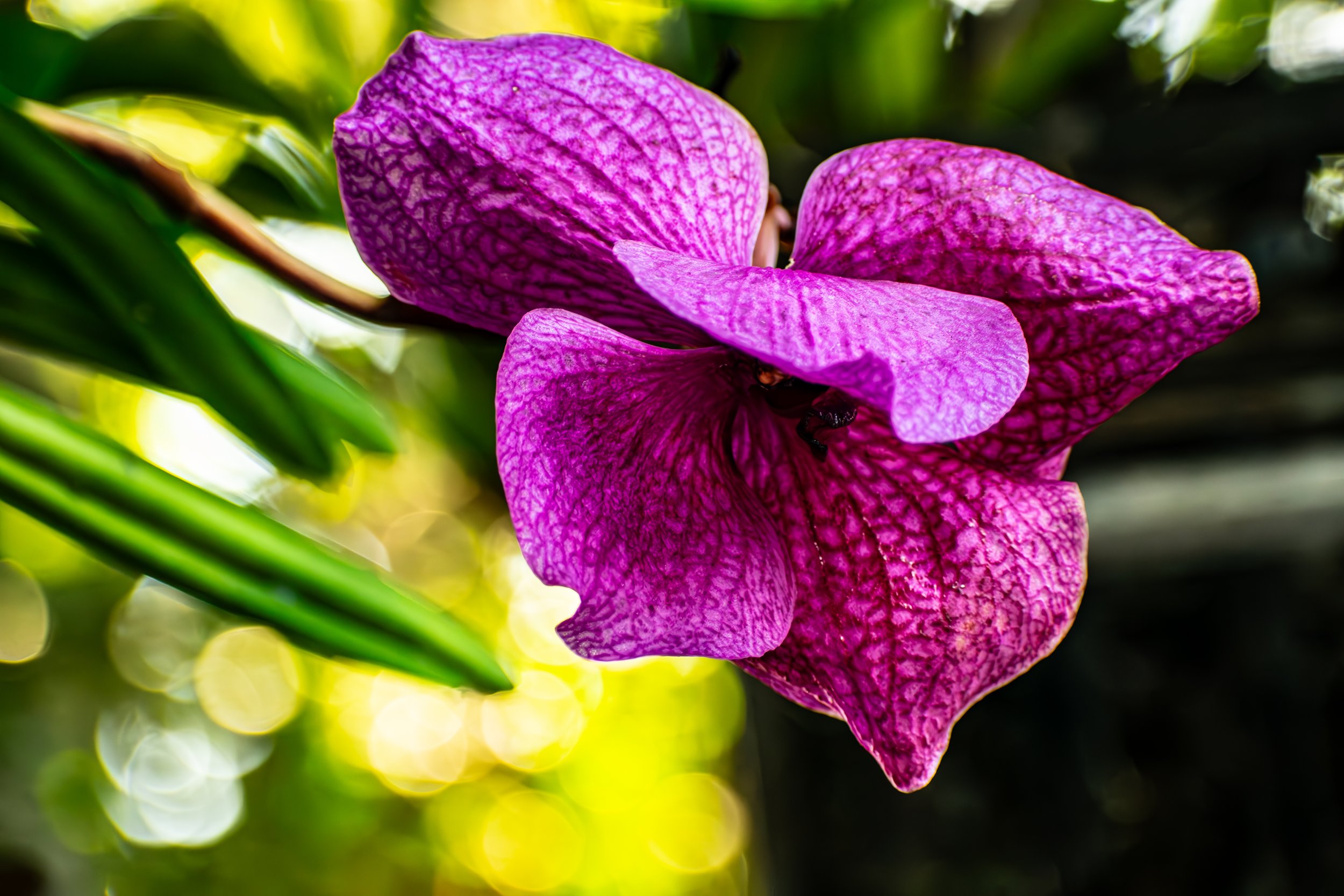 DSC_7681-Enhanced-NR.jpg