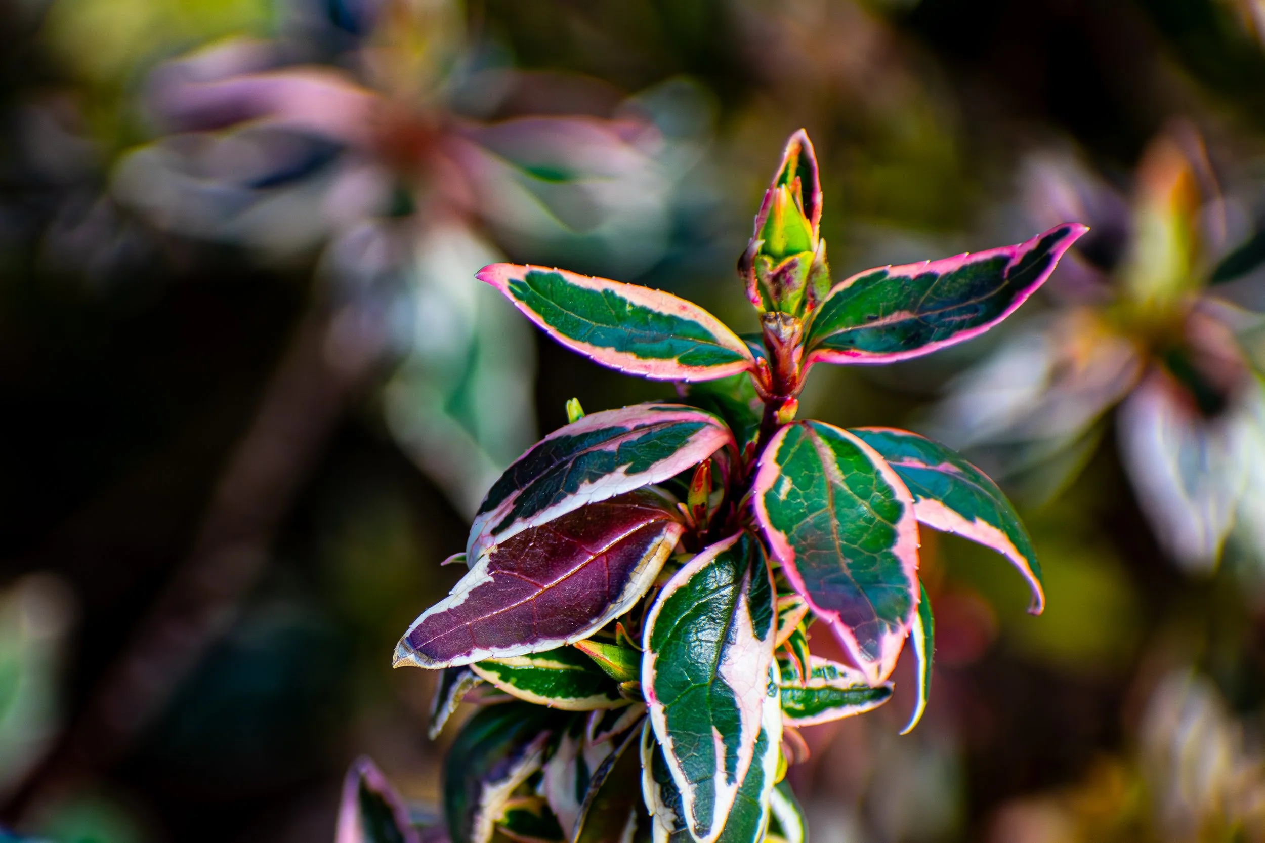 DSC_0367-Enhanced-NR.jpg