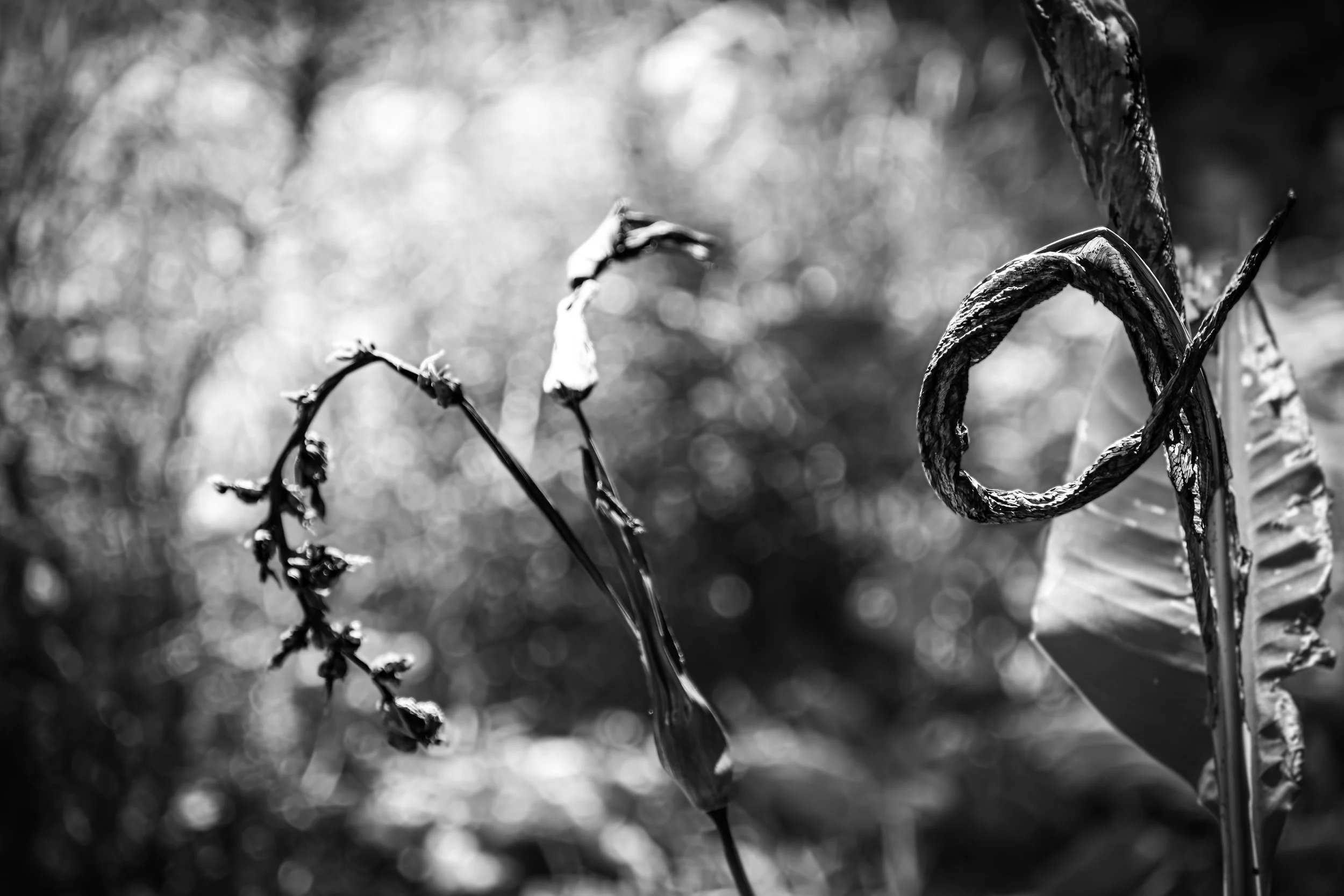 DSC_4834-Enhanced-NR.jpg