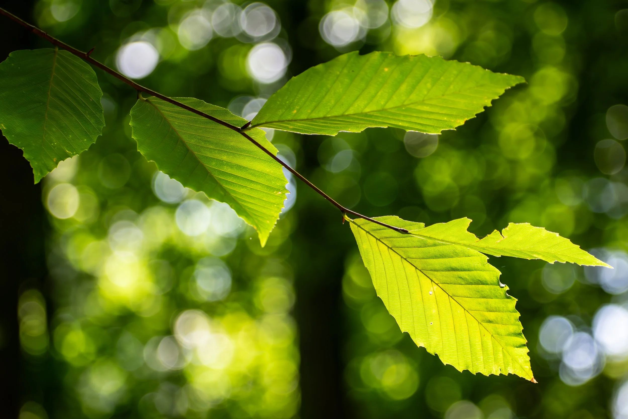 Leaves