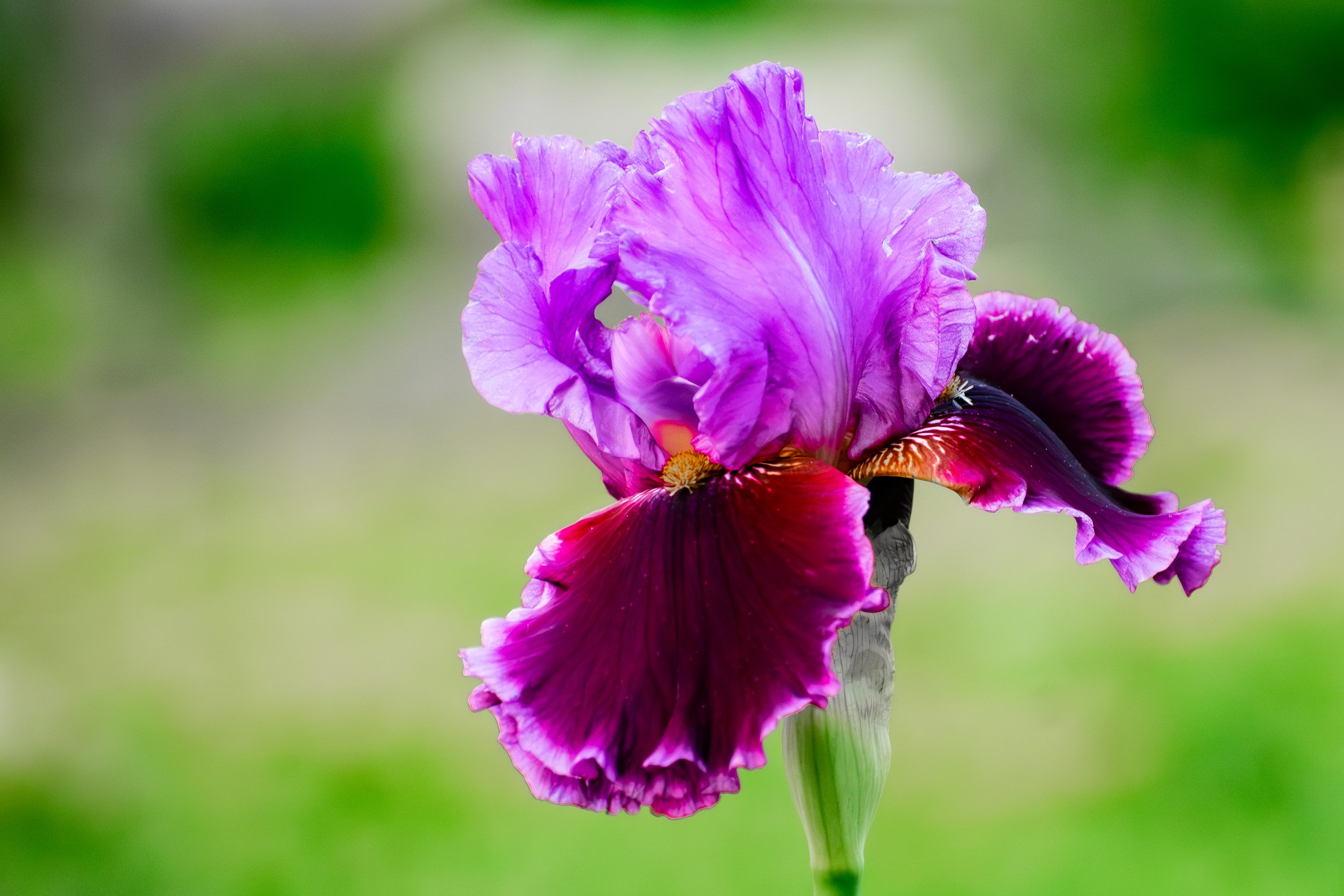 DSC_3504-Enhanced-NR.jpg