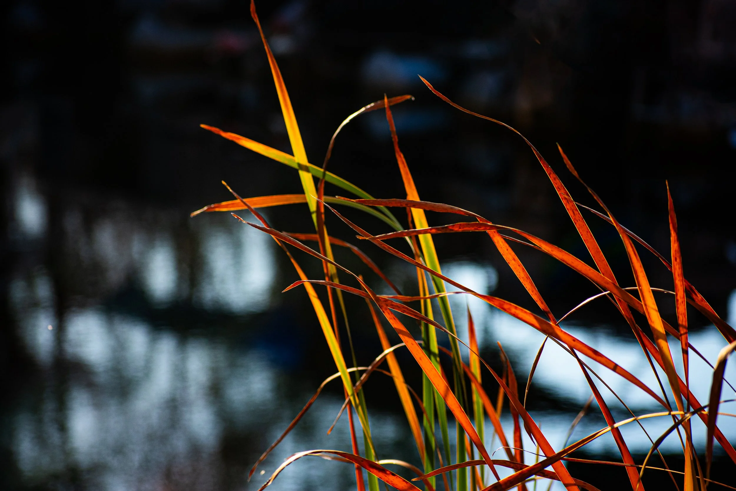 DSC_6922.jpg