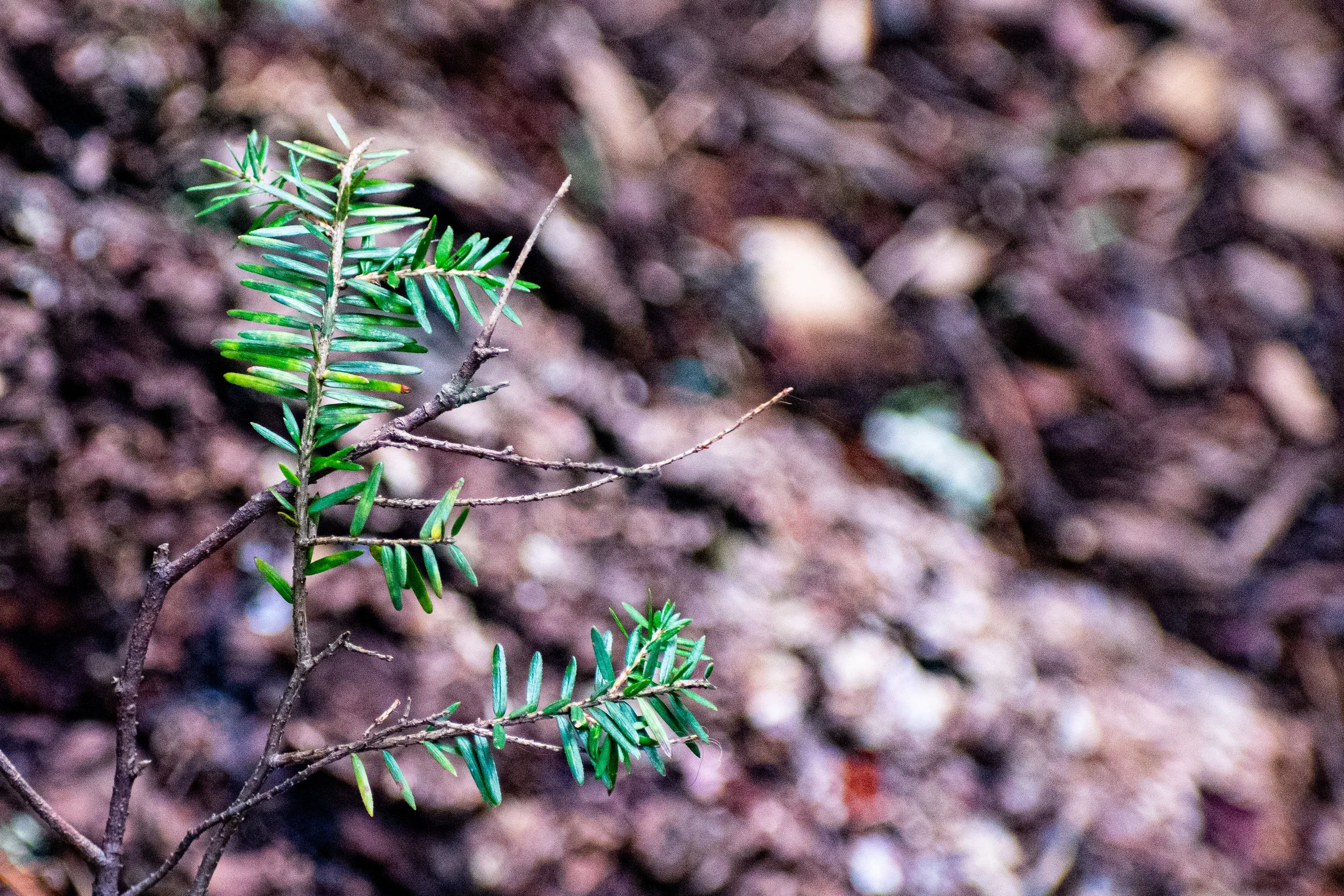 DSC_9192.jpg
