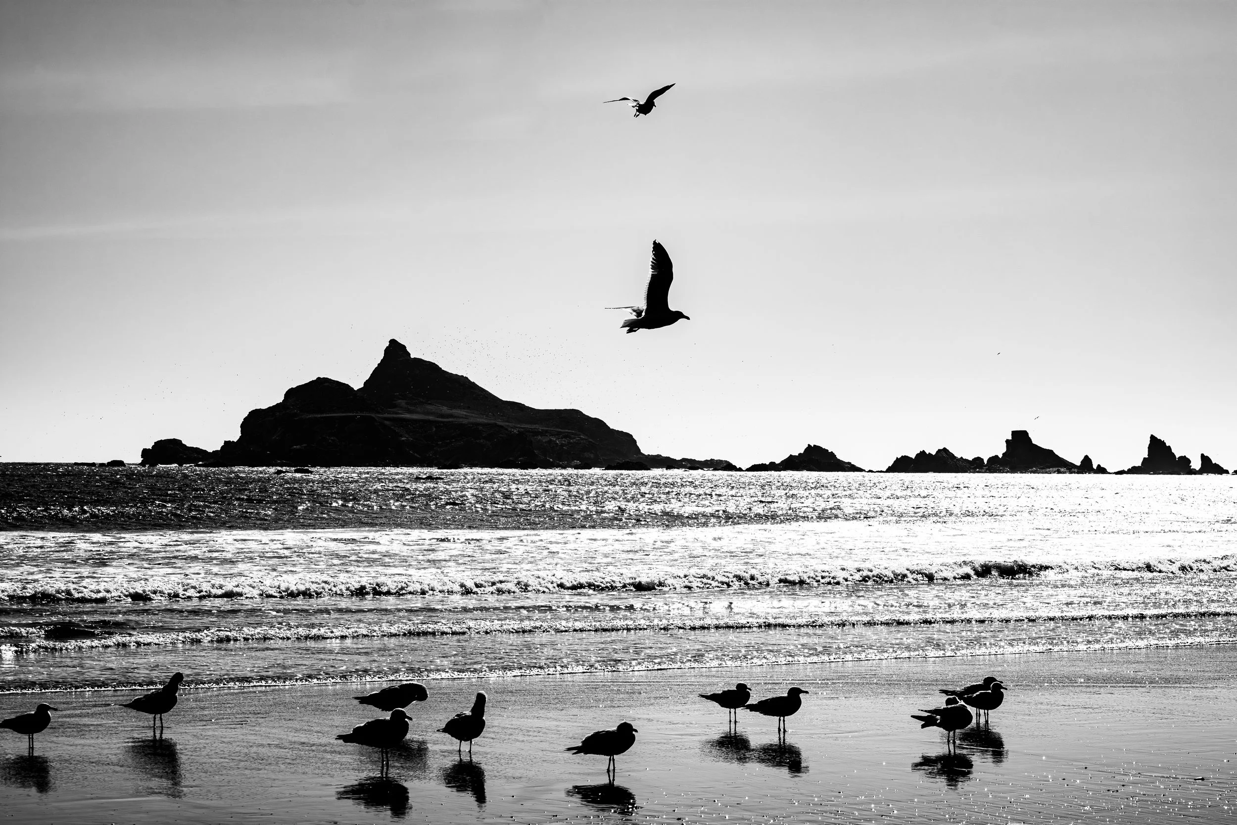 Evening Flight.jpg