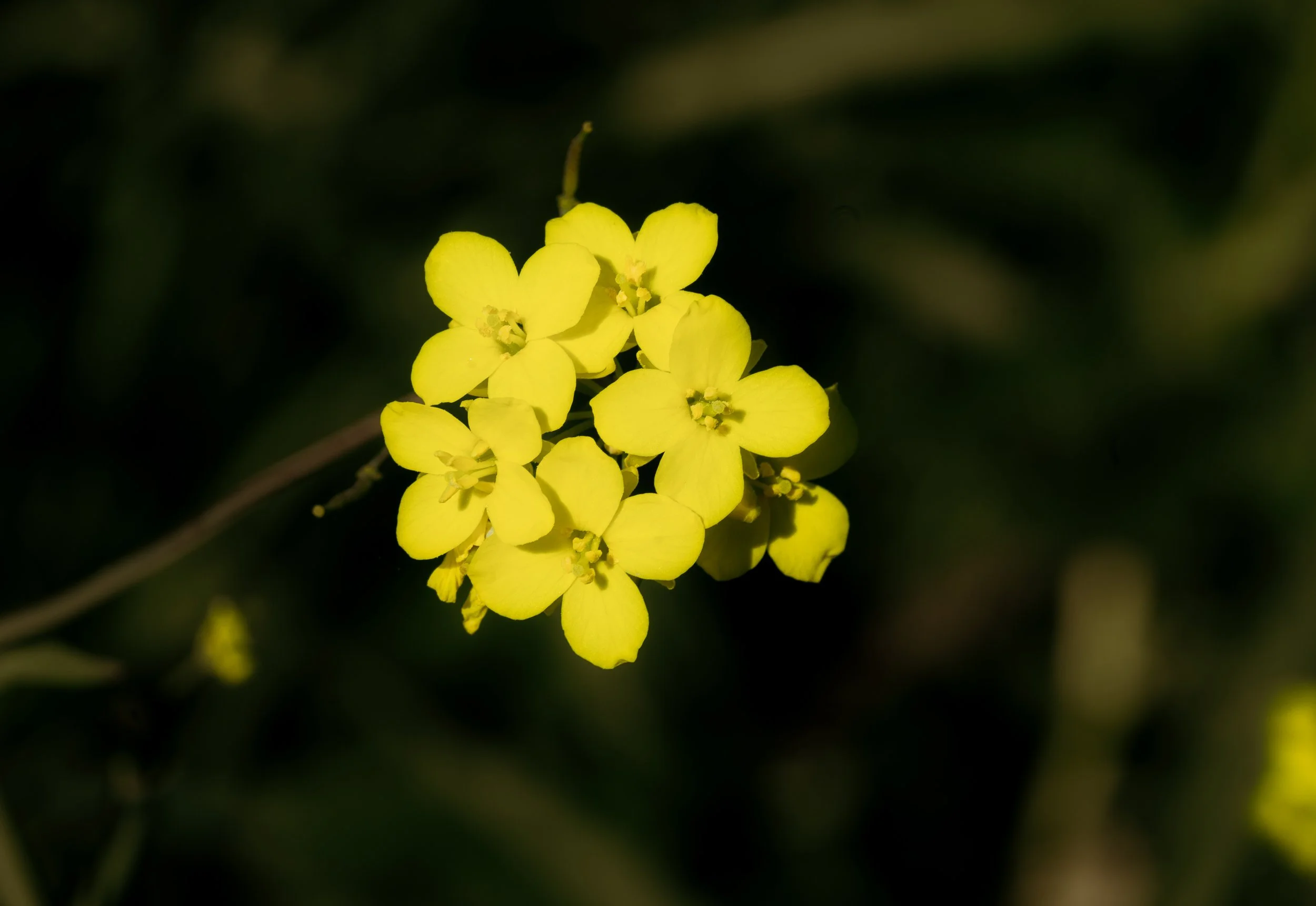 DSC00156-Edit.jpg