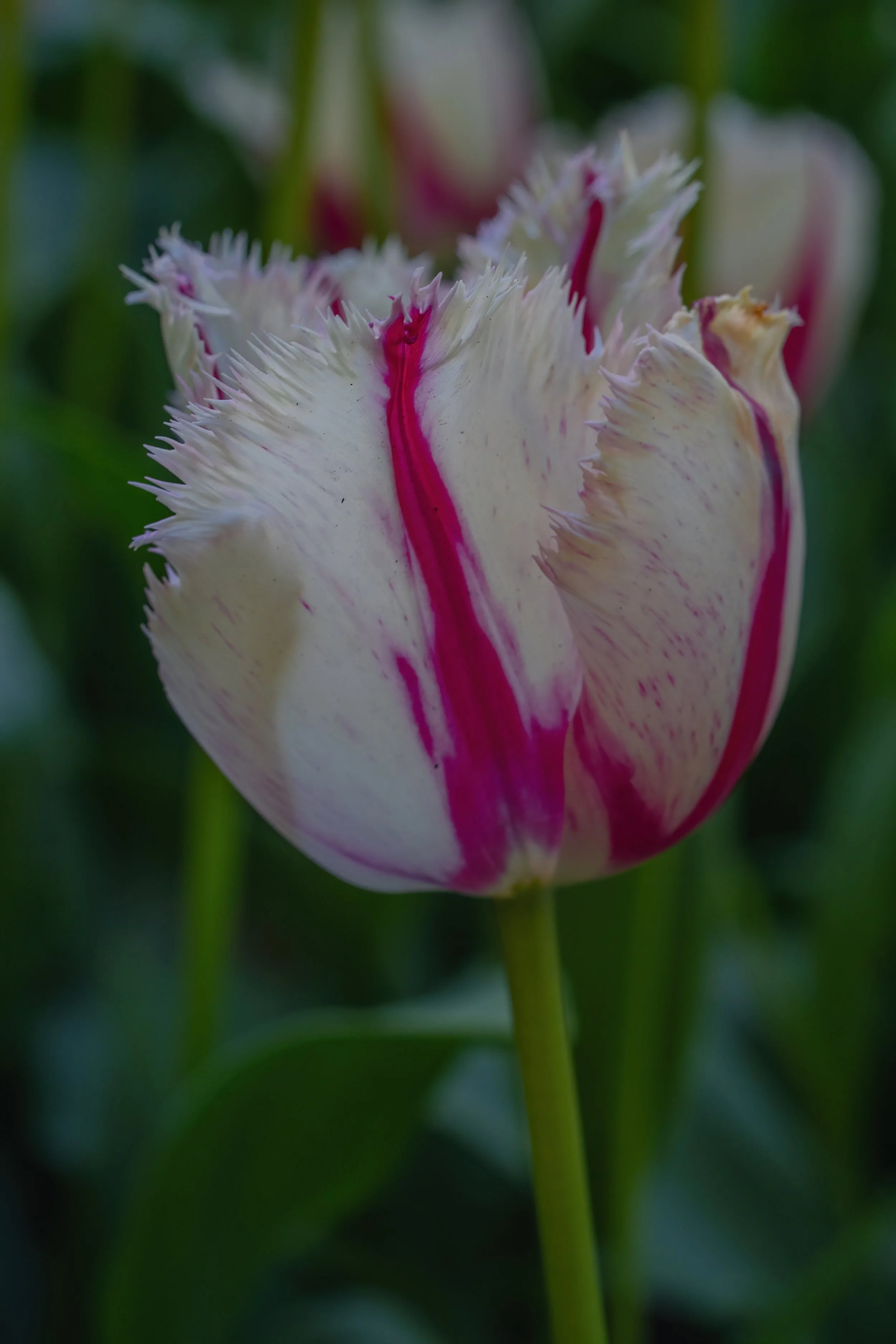 DSC00184.jpg