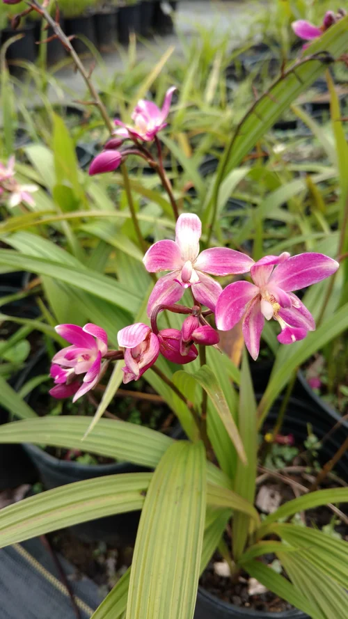 Ground Orchid  Kauai Seascapes Nursery