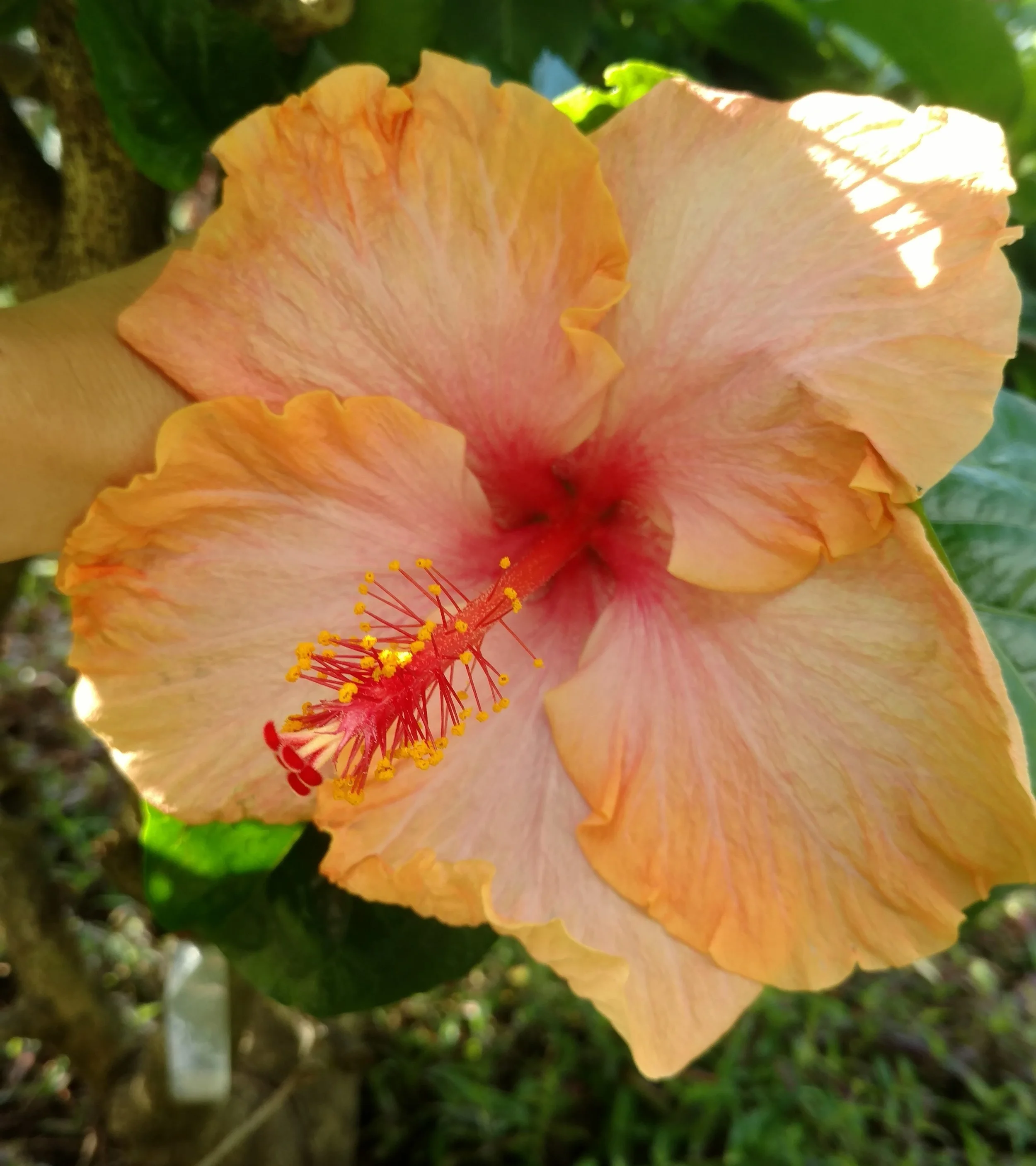 Peachy-Pink-Ruffle.jpeg