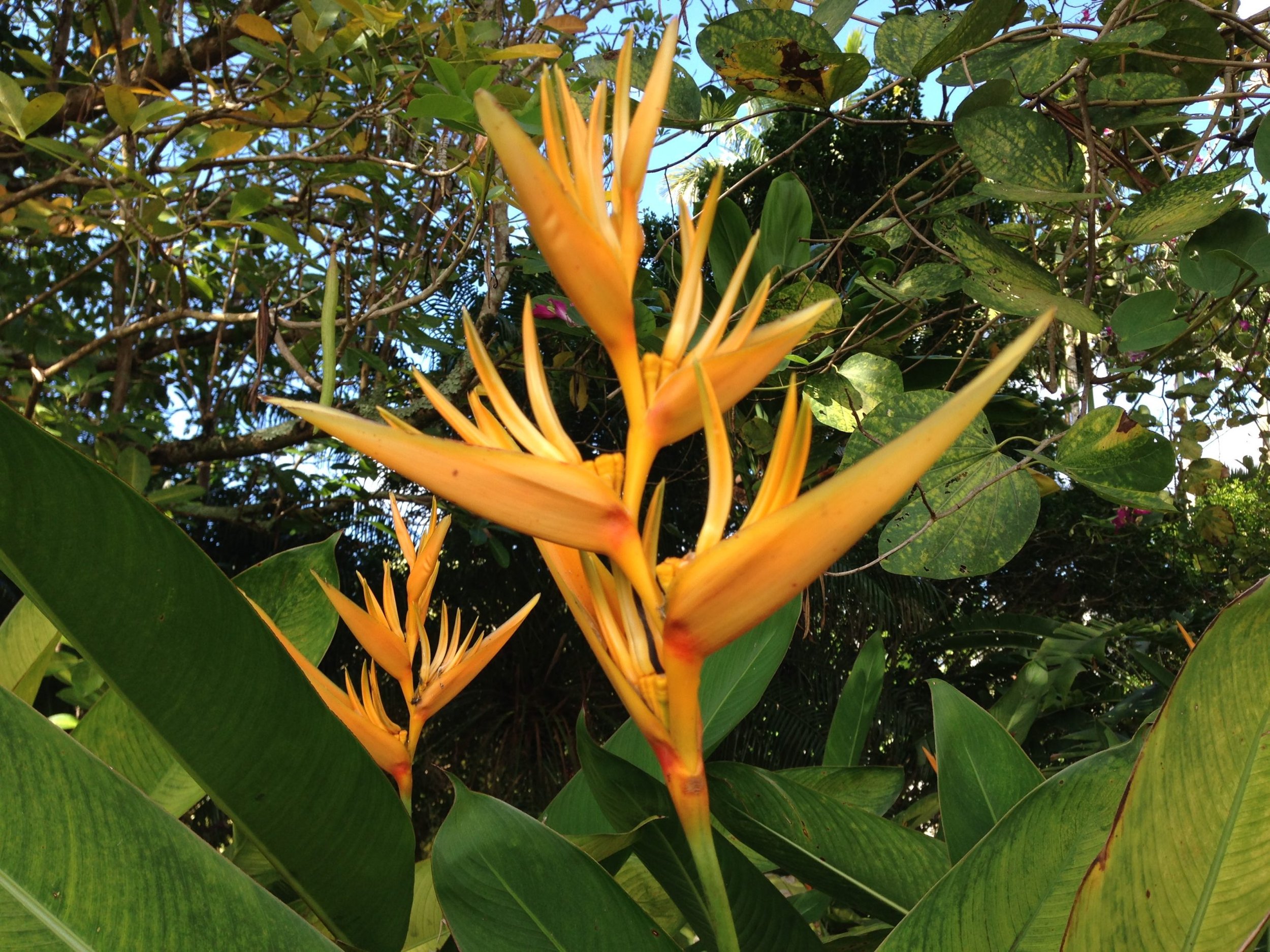 heliconia-yellow-parrots-beak.jpeg