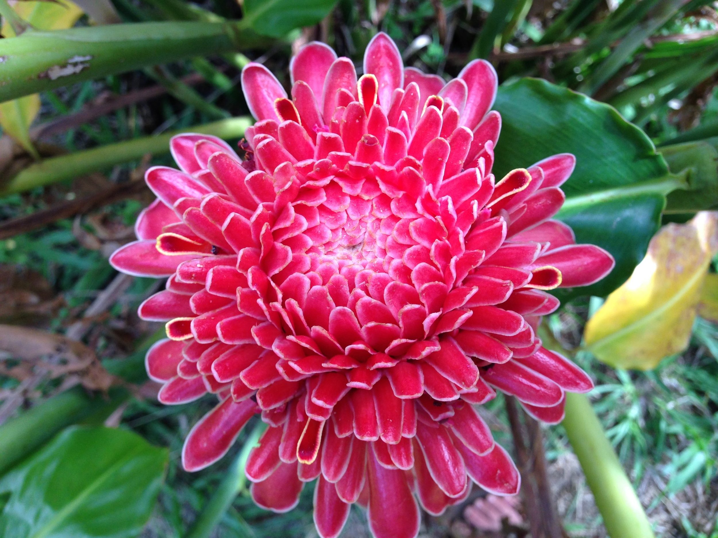 red-torch-ginger-3.jpeg