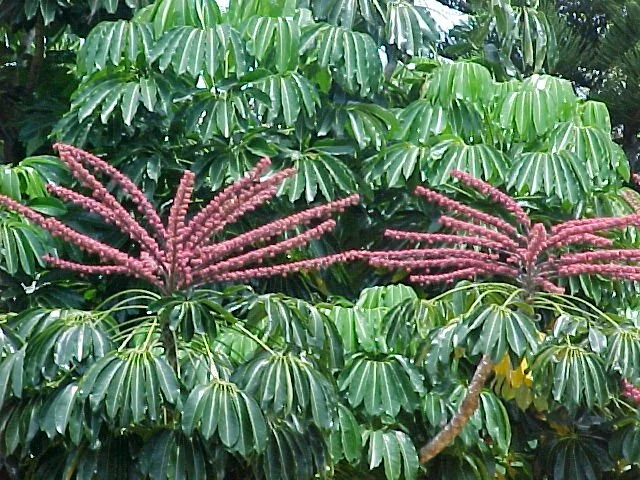 5 Invasive Trees That May be Hiding In Your Yard — Kauai Seascapes Nursery