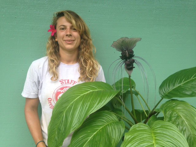 Rare White Bat Flower Live Plant (Tacca Integrifolia) - 2" Pot - Wellspring Gardens