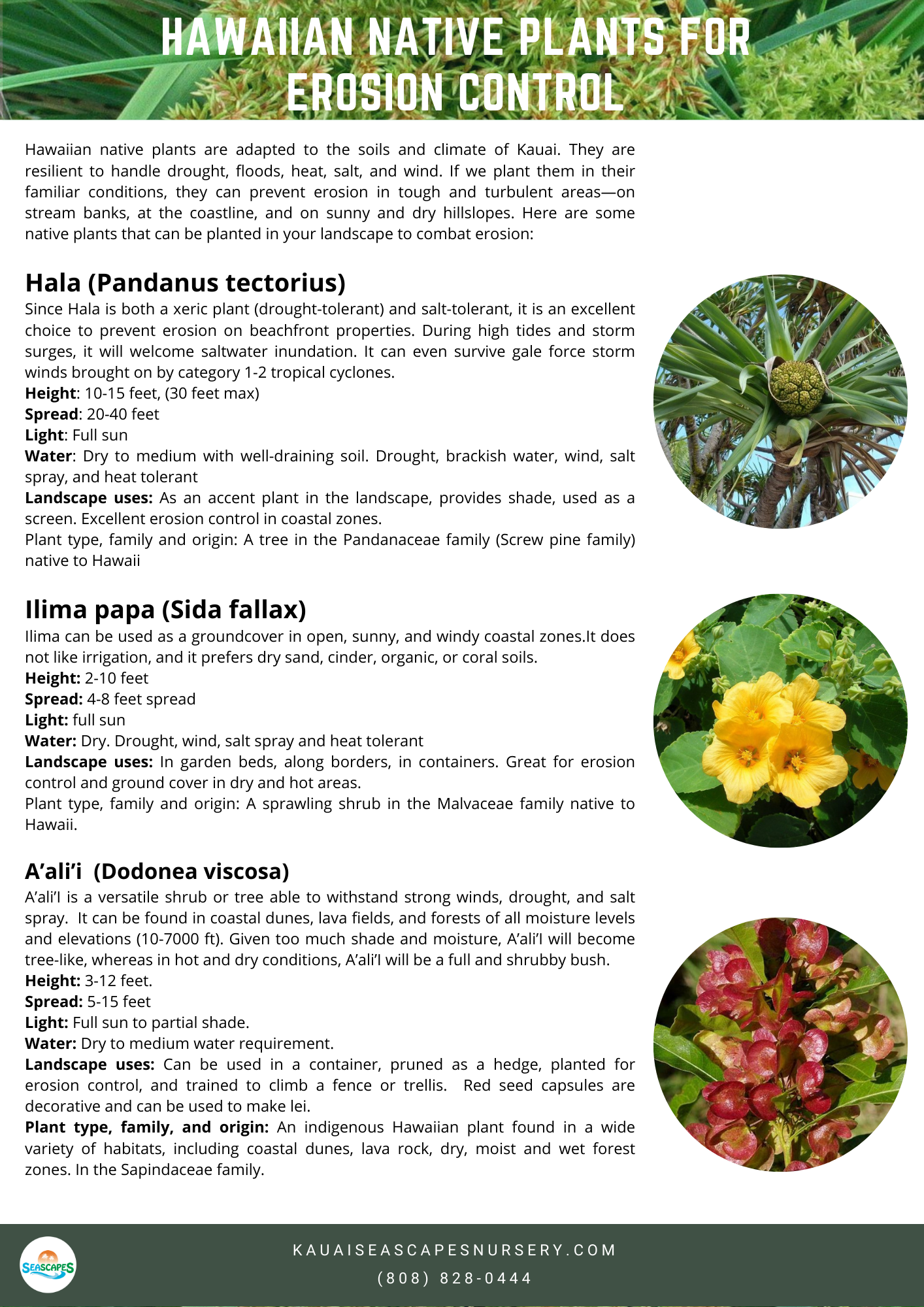 Control Erosion with Native Plants — Kauai Seascapes Nursery