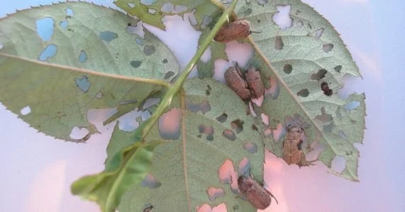 What's eating my plant!?! Common Garden Pests of Hawaii
