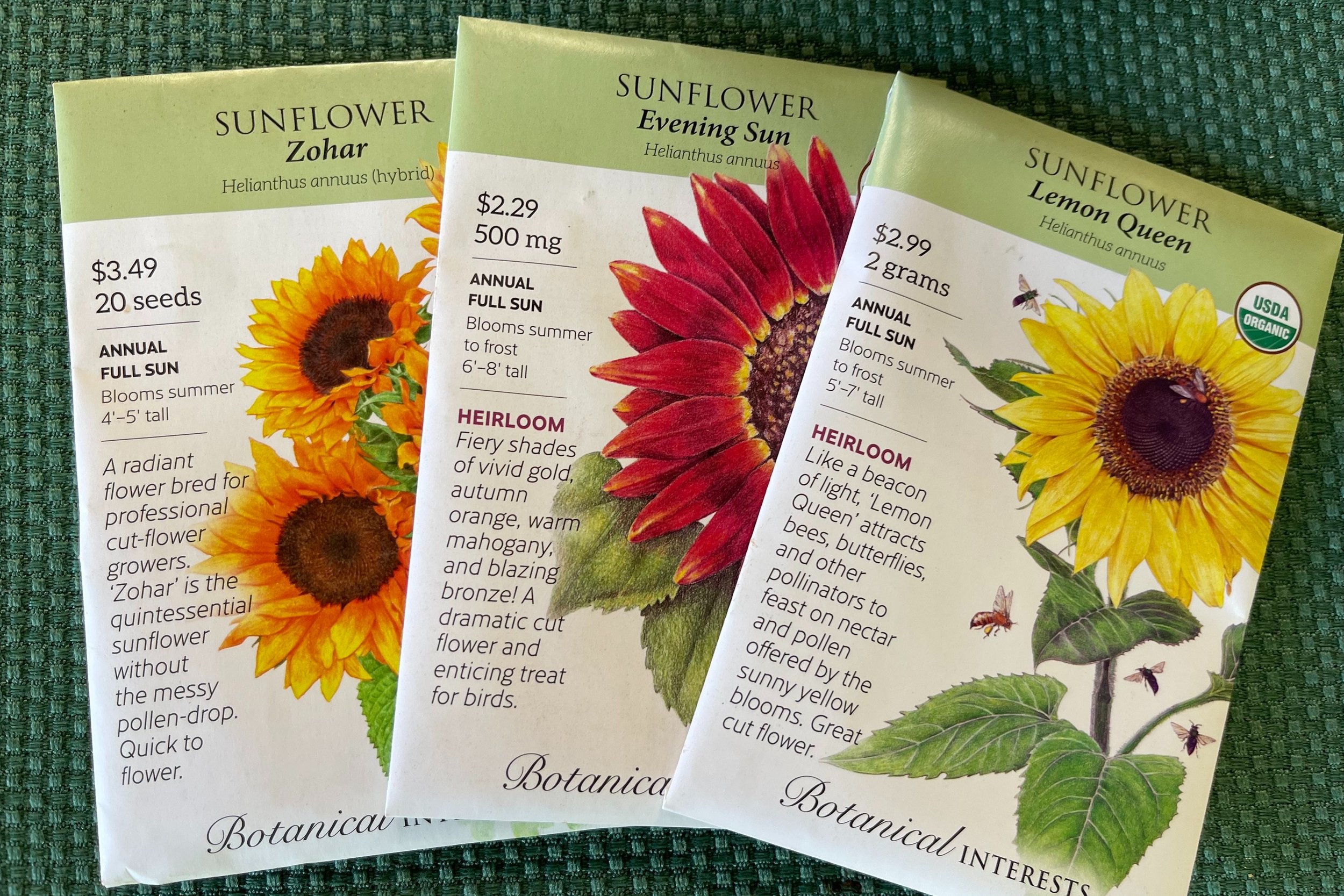 sunflower+seed.jpg