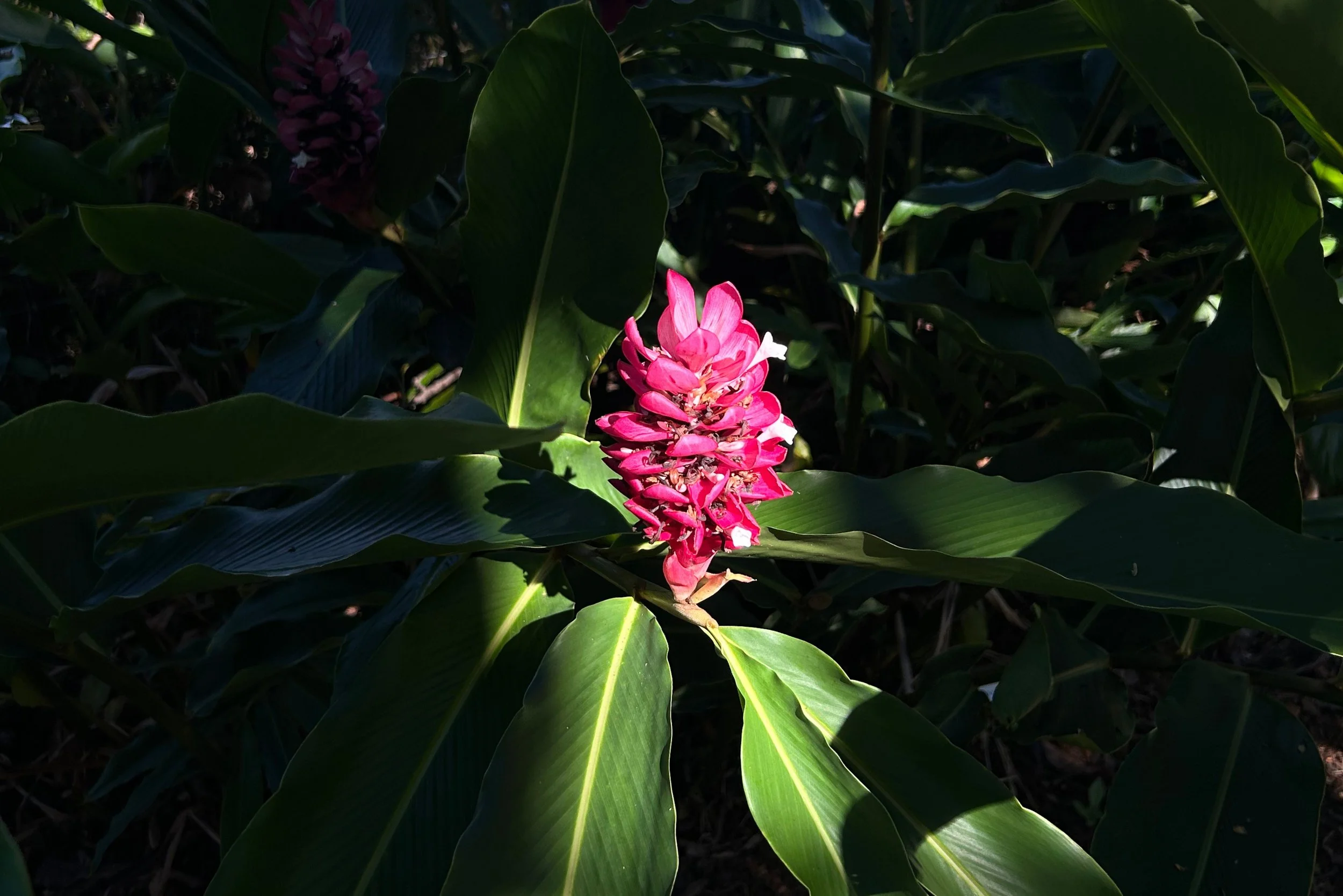 Finding Resilience in Plants