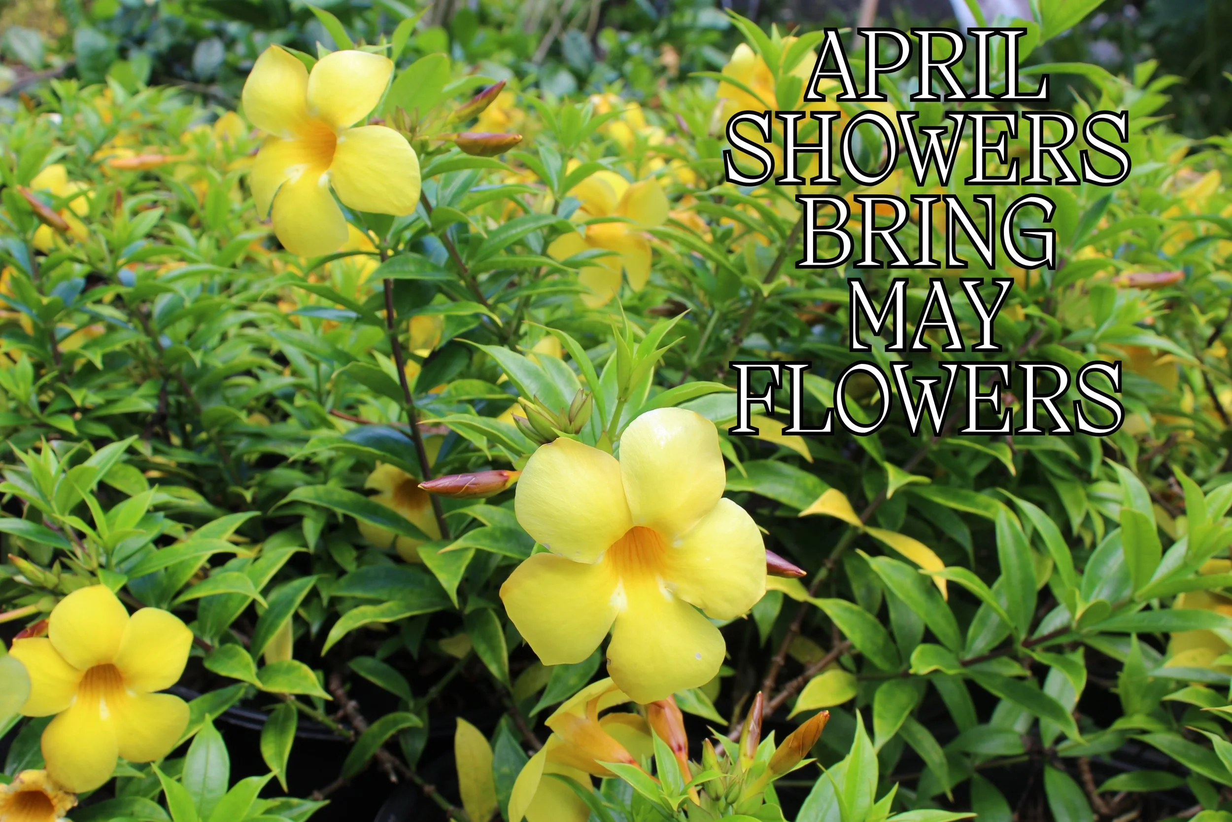 April Showers Bring May Flowers