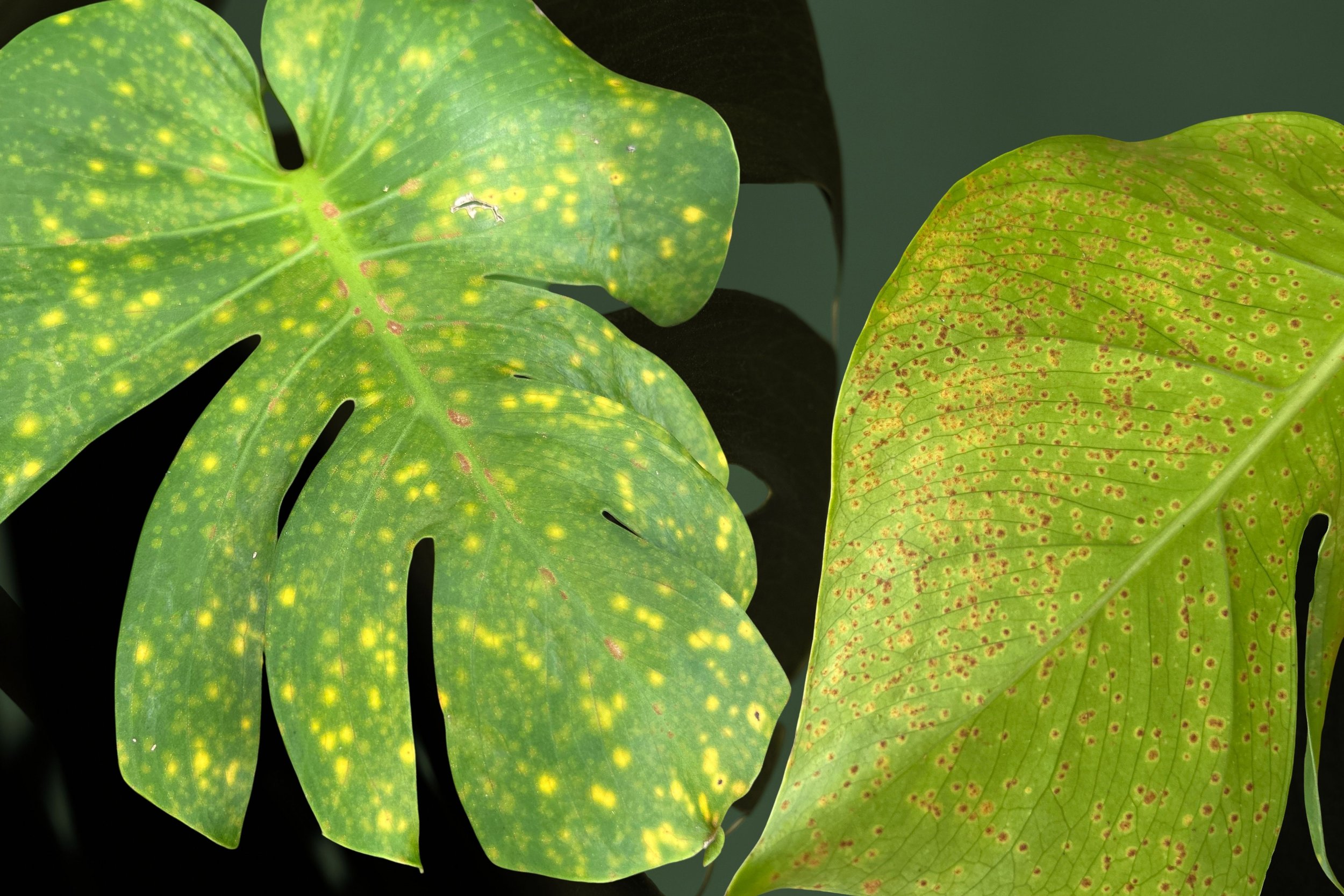 Monstera Rust: Why It’s a Big Problem &amp; What Comes Next