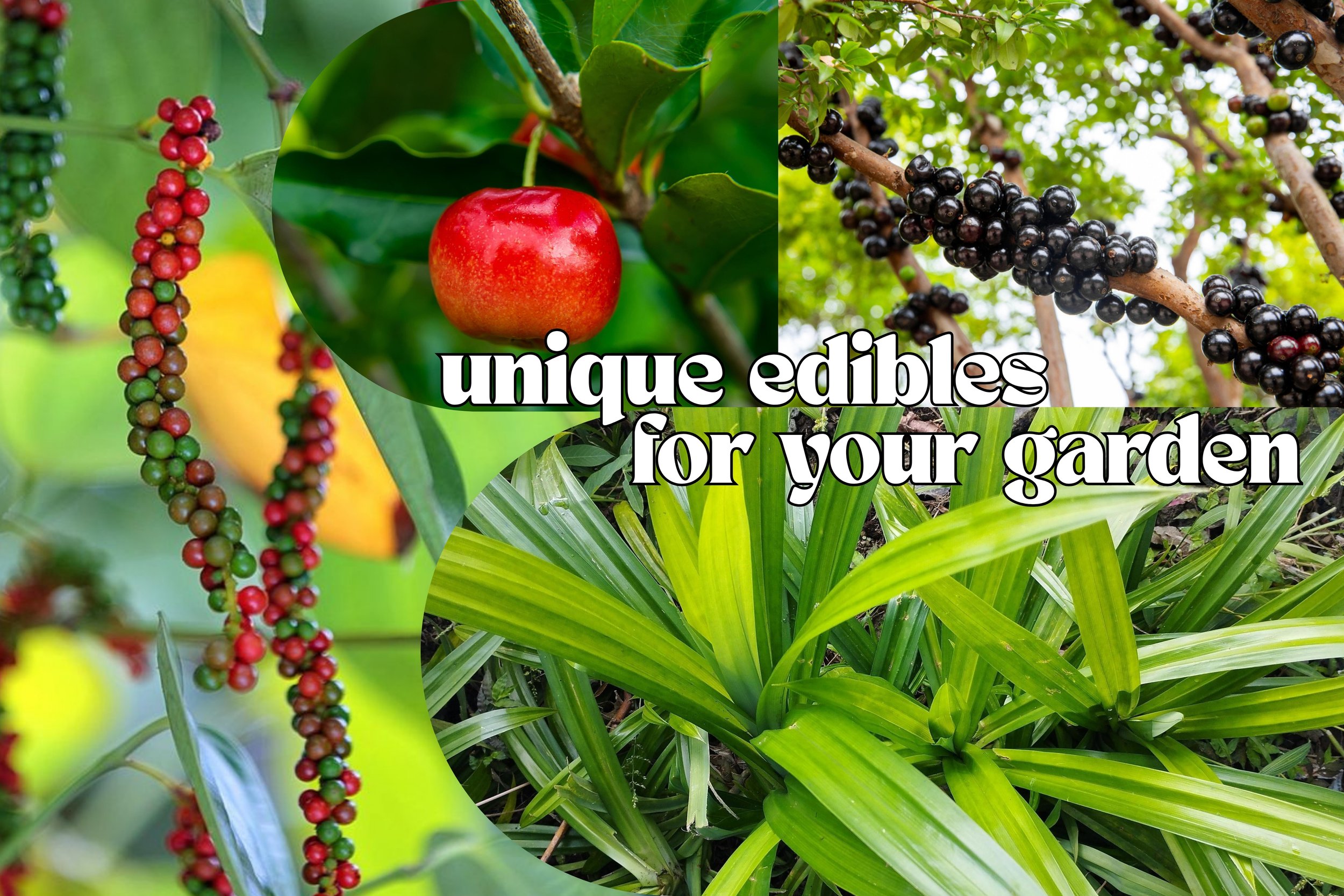 Unique Edibles for Your Garden