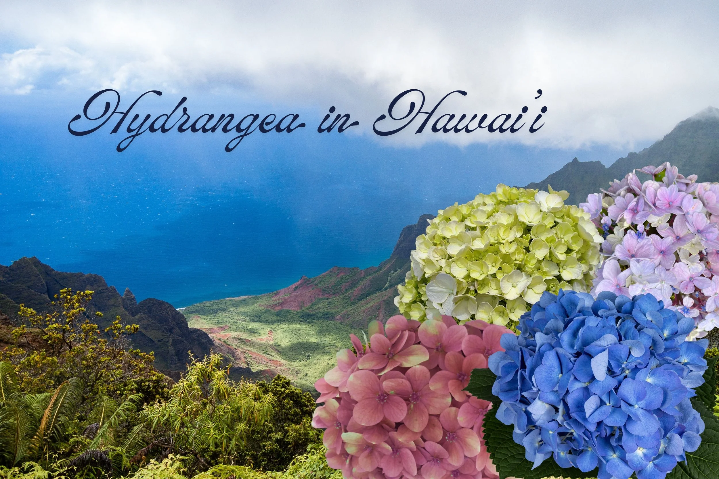 Hydrangea in Hawai’i