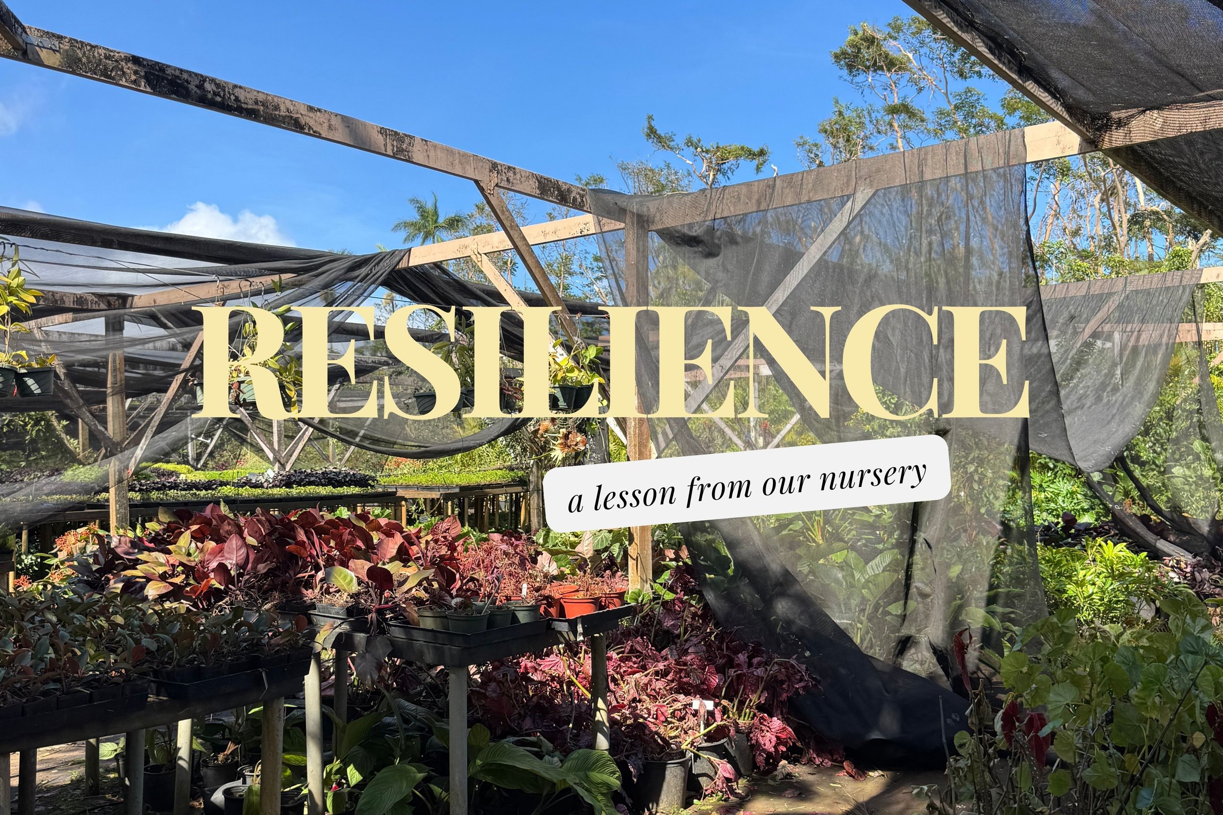 Resilience: A Lesson From Our Nursery