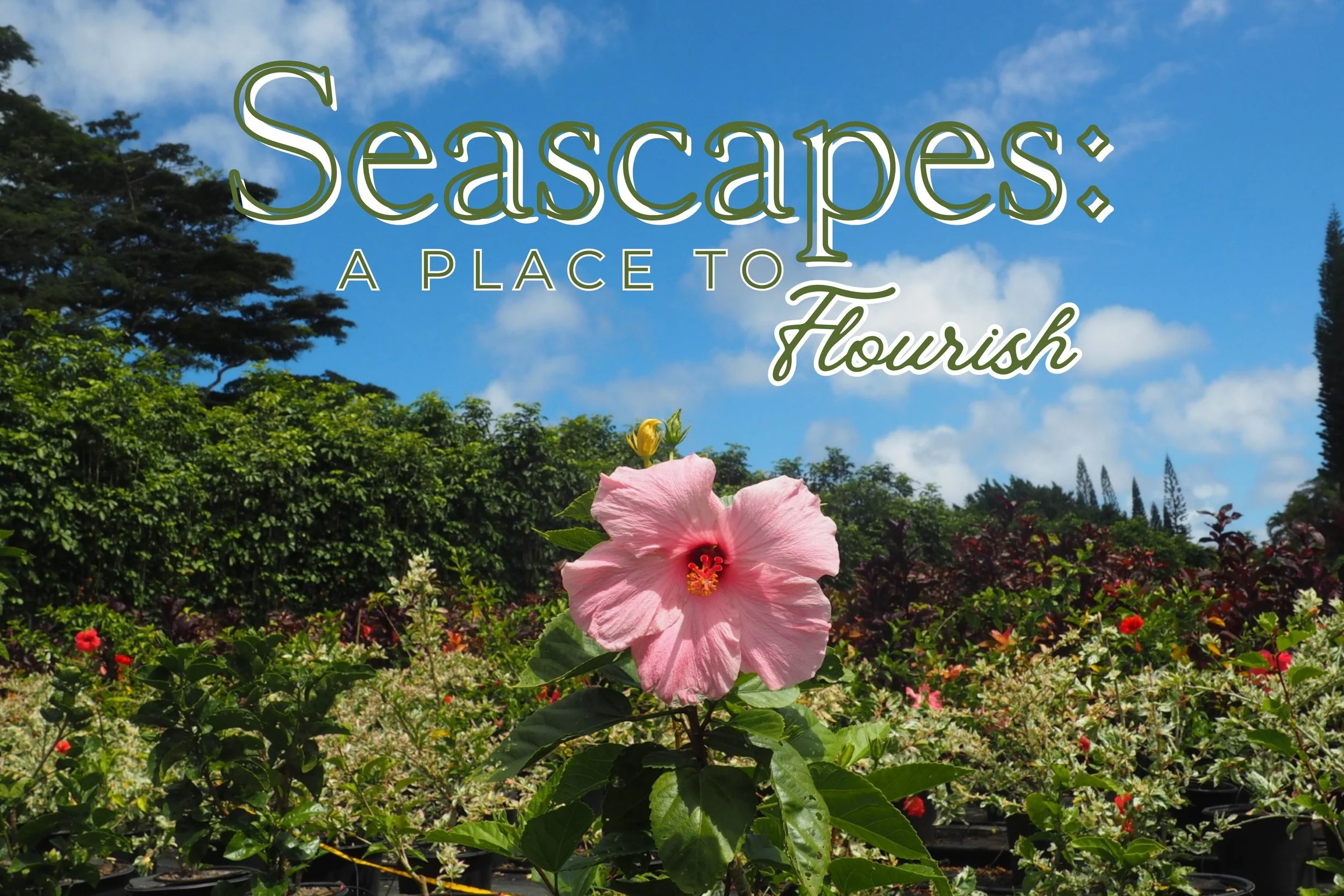 Seascapes: A Place to Flourish