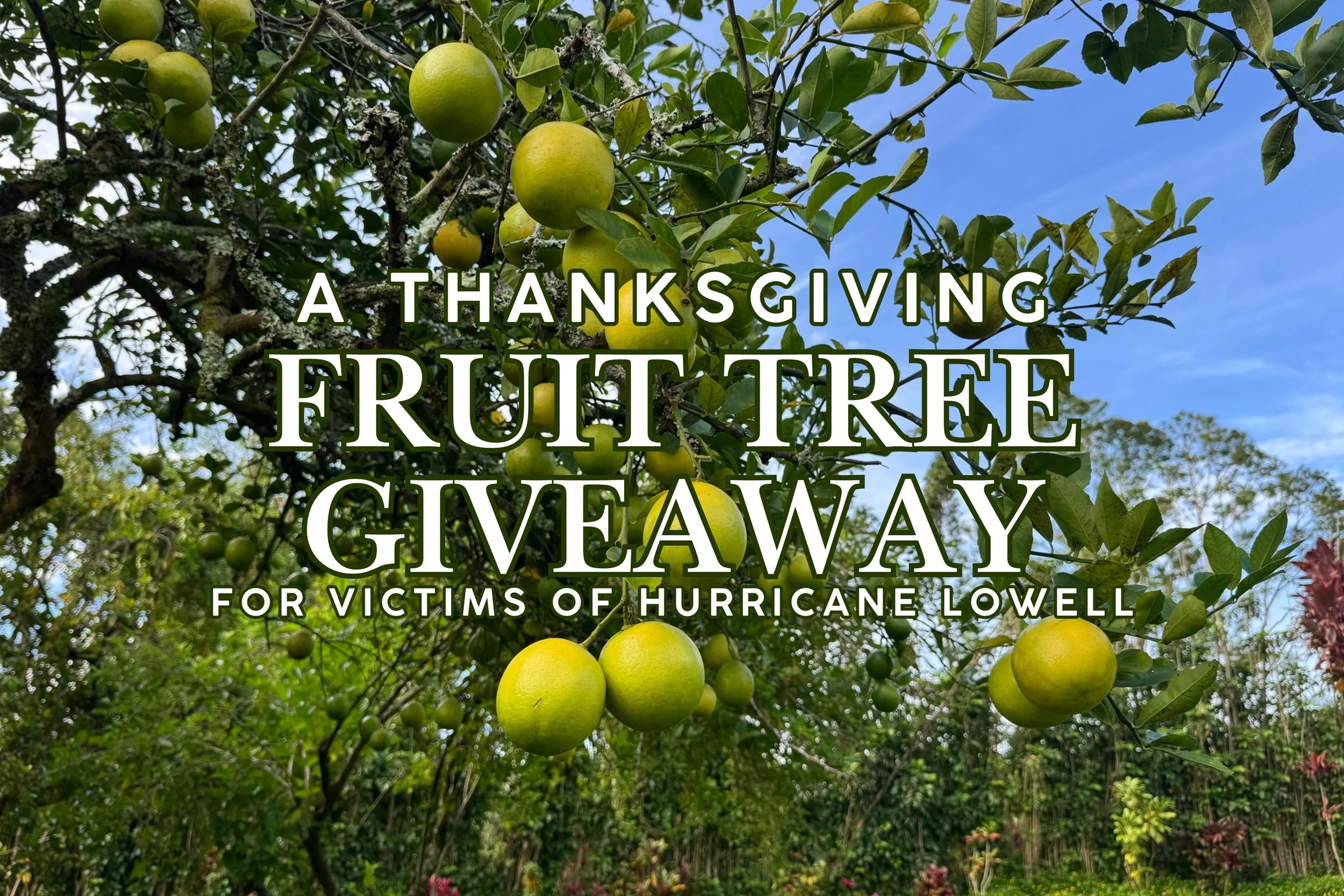 A Thanksgiving Tree Giveaway