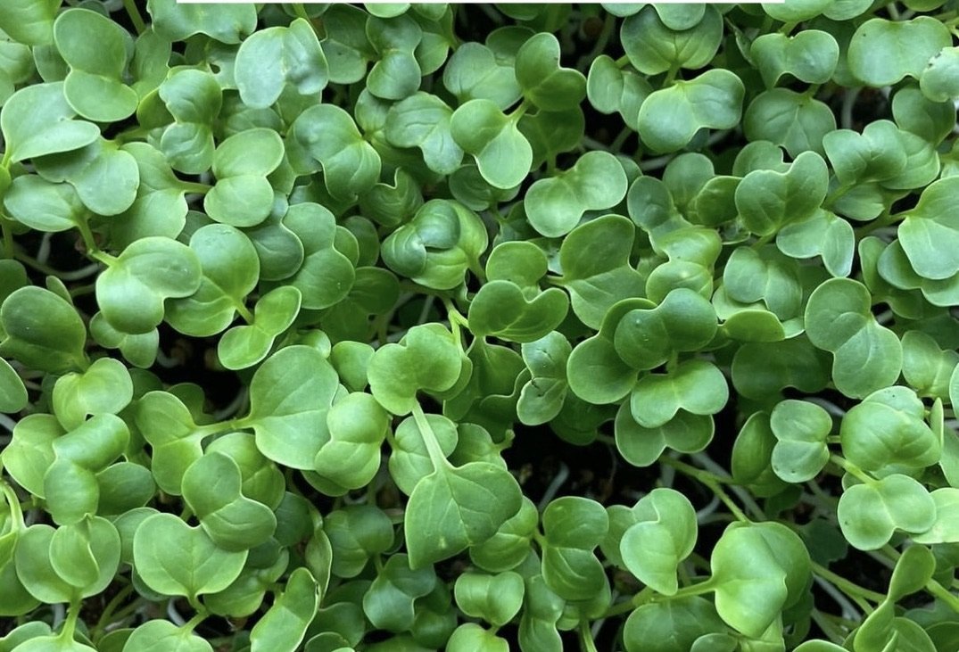 Daikon Radish Microgreens