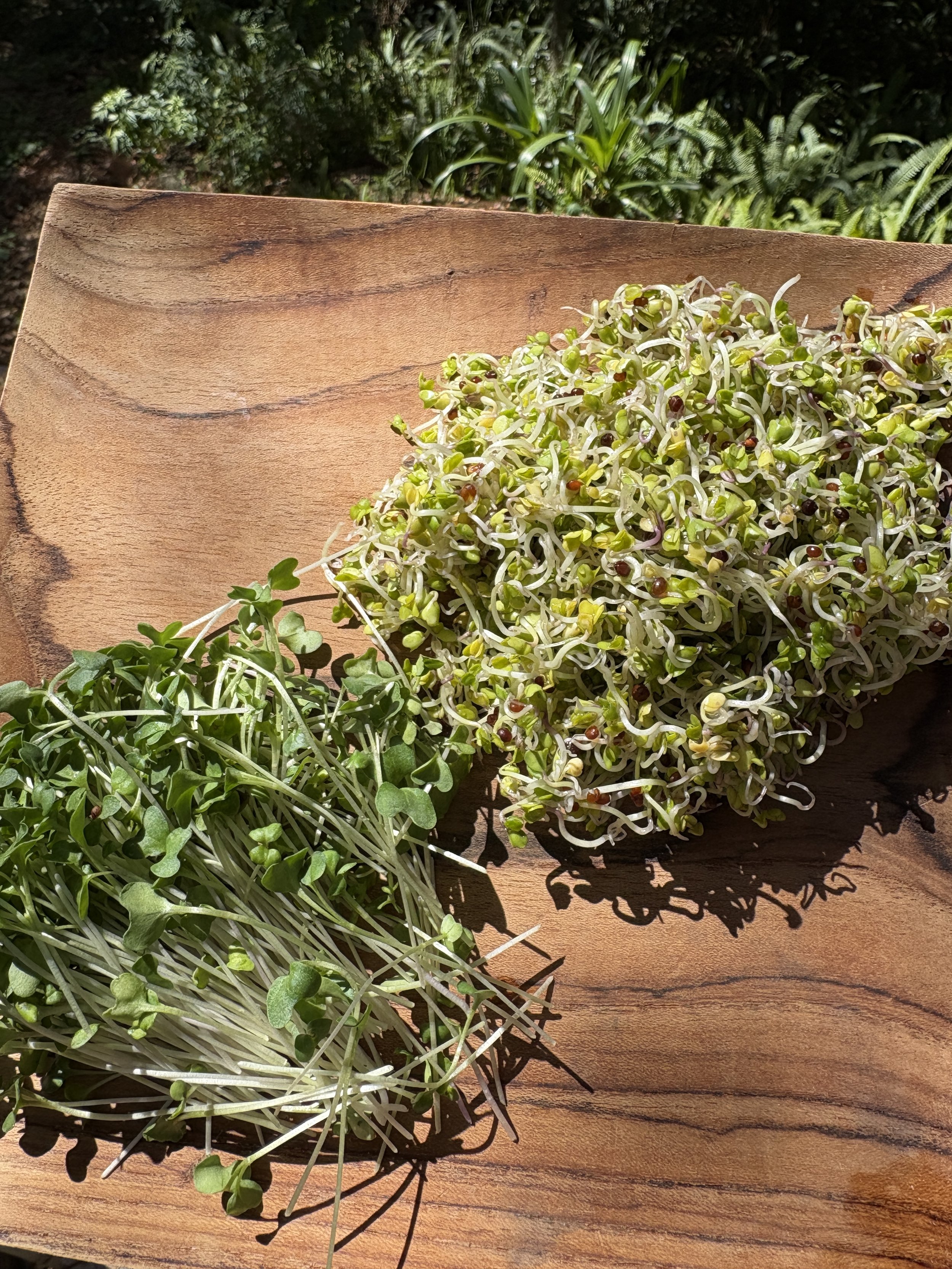 Broccoli Sprouts: What the Research Says (Benefits, Sulforaphane, and How to Grow Them at Home)
