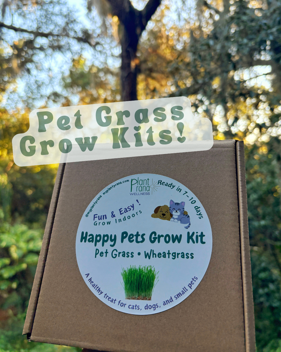 Pet Grass Grow Kits!.png