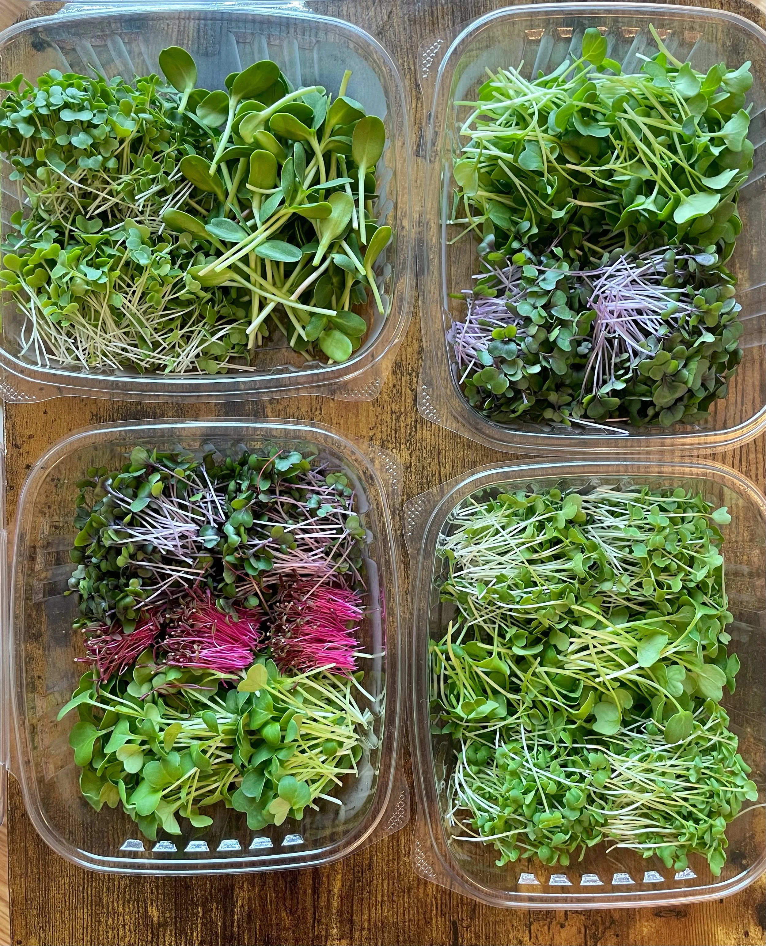 Four plastic containers of microgreens on a wooden surface, each containing different varieties of young sprouts, including sunflower, radish, and broccoli microgreens.
