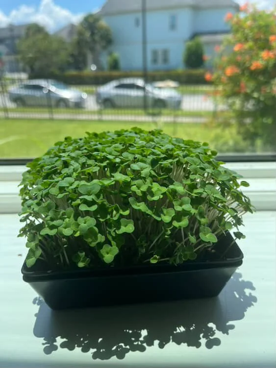 Mini Microgreen Grow Kit