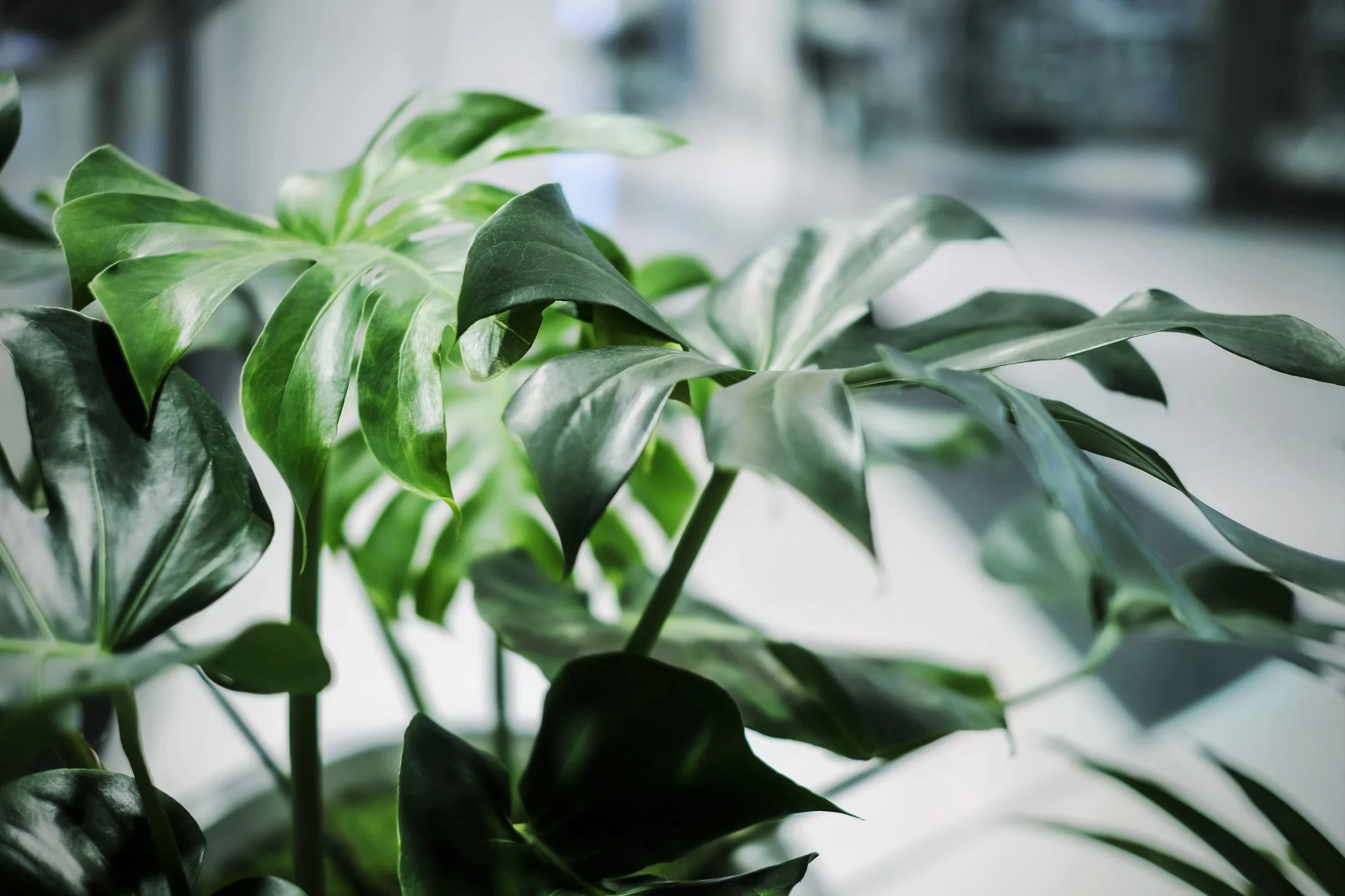 Close-up of green, variegated leaves of a houseplant, with a blurred background.